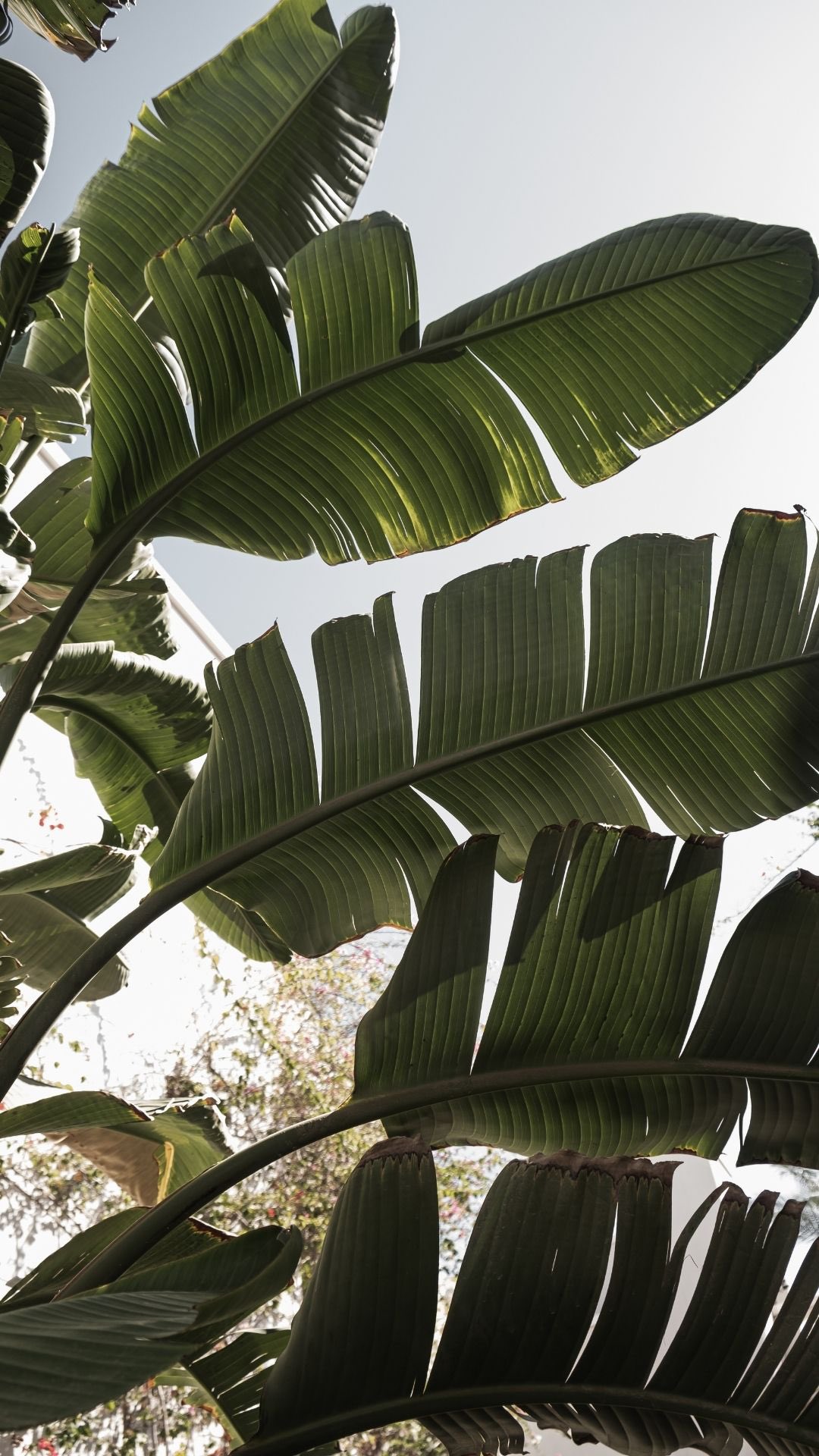 POV: Your camera roll after a week in Los Gigantes 🤍
Sun-soaked yacht days, swims in crystal-clear water, fresh seafood, and that one magical day in Masca ⛰️
The kind of memories that don’t just live in your phone but stay with you.
Ready for a boutique escape filled with “remember when…” moments? 🫶
Click the link in bio for the best prices on your boutique vacation 🌊
____
#tenerifeholiday #discovertenerife #luxuryholidayrentals #vakantiehuis #visittenerife #vakantieappartement #losgigantestenerife #tenerifesouth #luxuryholidays #vakantiehuisspanje #vakantieinspiratie #boutiqueholiday #holidayrental #holidayrentalspain #luxuryairbnb #privatepoolvilla #seaviewvilla #reizenmetkinderen #luxereizen #privezwembad
• Luxury holiday rental, boutique vacation, holiday rental Tenerife, Los Gigantes, vacation rental Tenerife