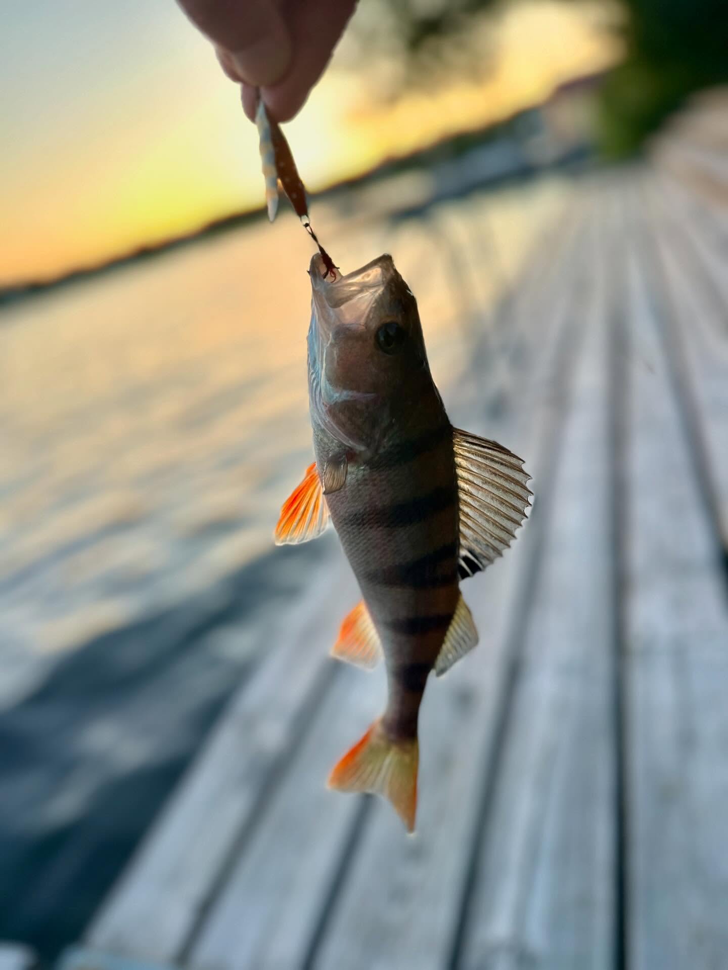 Sensommarfiske vid en brygga i Stockholms innerstad.
Funderar du pÄ att hyra ut din villa eller lÀgenhet? Vi hjÀlper dig med en trygg och sÀker uthyrning.
VĂ€lkommen att kontakta oss.
@passionforhomesgroup
#bostad #boistockholm #lÄngtidsuthyrning #liveinsweden #apartmentsforrent #rental #stockholm