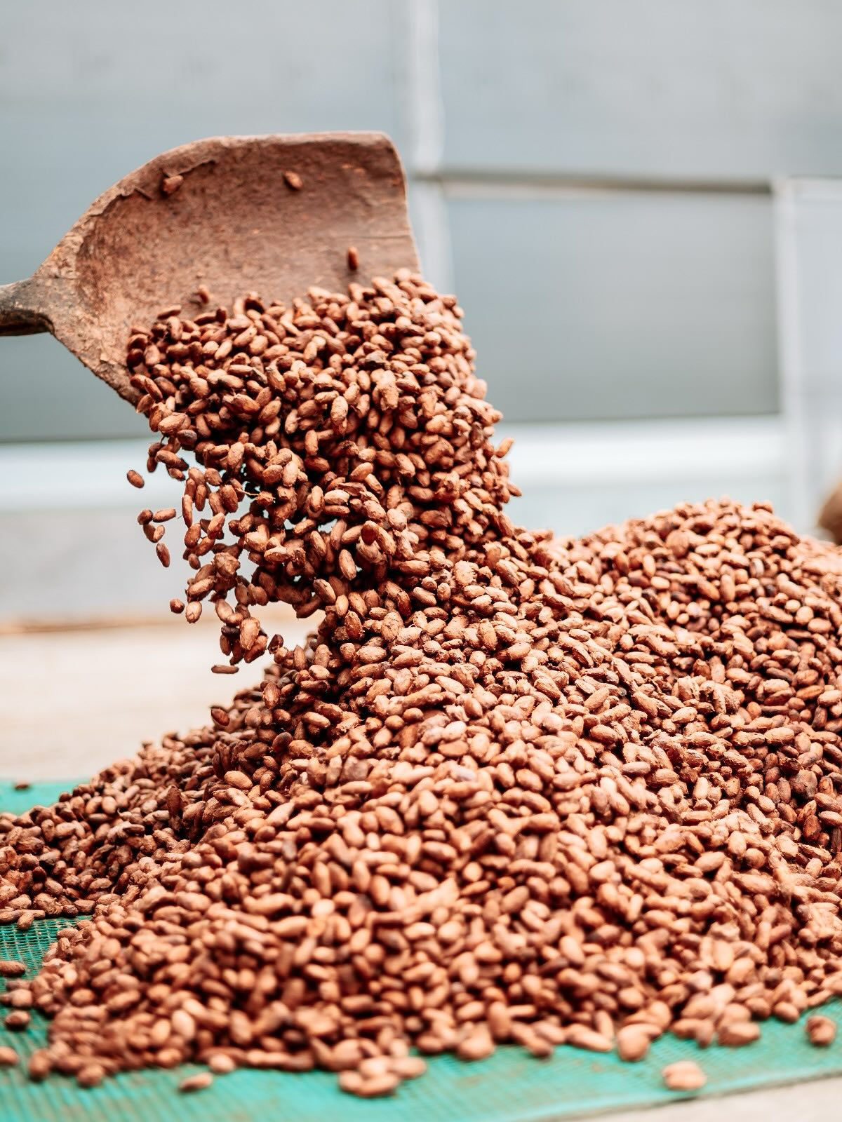 π±β¨ Key Facts of Palo Santo Quality π«
1οΈβ£ Fermentation turning
Careful turning at the right moments keeps temperature and oxygen levels balanced, ensuring a uniform and controlled fermentation for all beans.
2οΈβ£ Bean cut test during drying
Opening beans allows us to check color, texture and internal moisture, confirming that the drying process is uniform and ready for optimal storage or processing.
π Every process at Palo Santo is designed for precision, consistency and full traceability from our single-estate farms to you.
π¬ Contact us to explore how we can provide the cacao you are looking for, whether as premium beans or transformed into high quality derivatives.
#PaloSantoCacao #OrganicCacao #BeanToBar #FineCacao #FarmToBar #SingleEstateCacao #SustainableFarming #CacaoOfOrigin #PremiumCacao #CacaoFermentation #CacaoDrying #traceability #cacaomass #cacaonibs