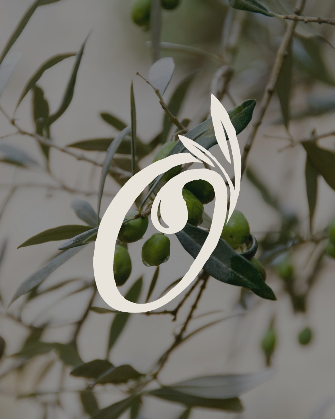 A farm with flair, and a whole lot of heart and taste.
At Olijvenkraal, we don’t just host weddings - we pour passion into everything we do. From rich, small-batch red wines to golden extra virgin olive oil, our farm is all about quality, craft, and celebrating the good things in life which leads to beautiful backdrops for your event.
Come for the views, stay for the depth! 🍷
#weddingvenuelove #westerncapeweddings #paarlweddingvenue #capewinelandsweddings