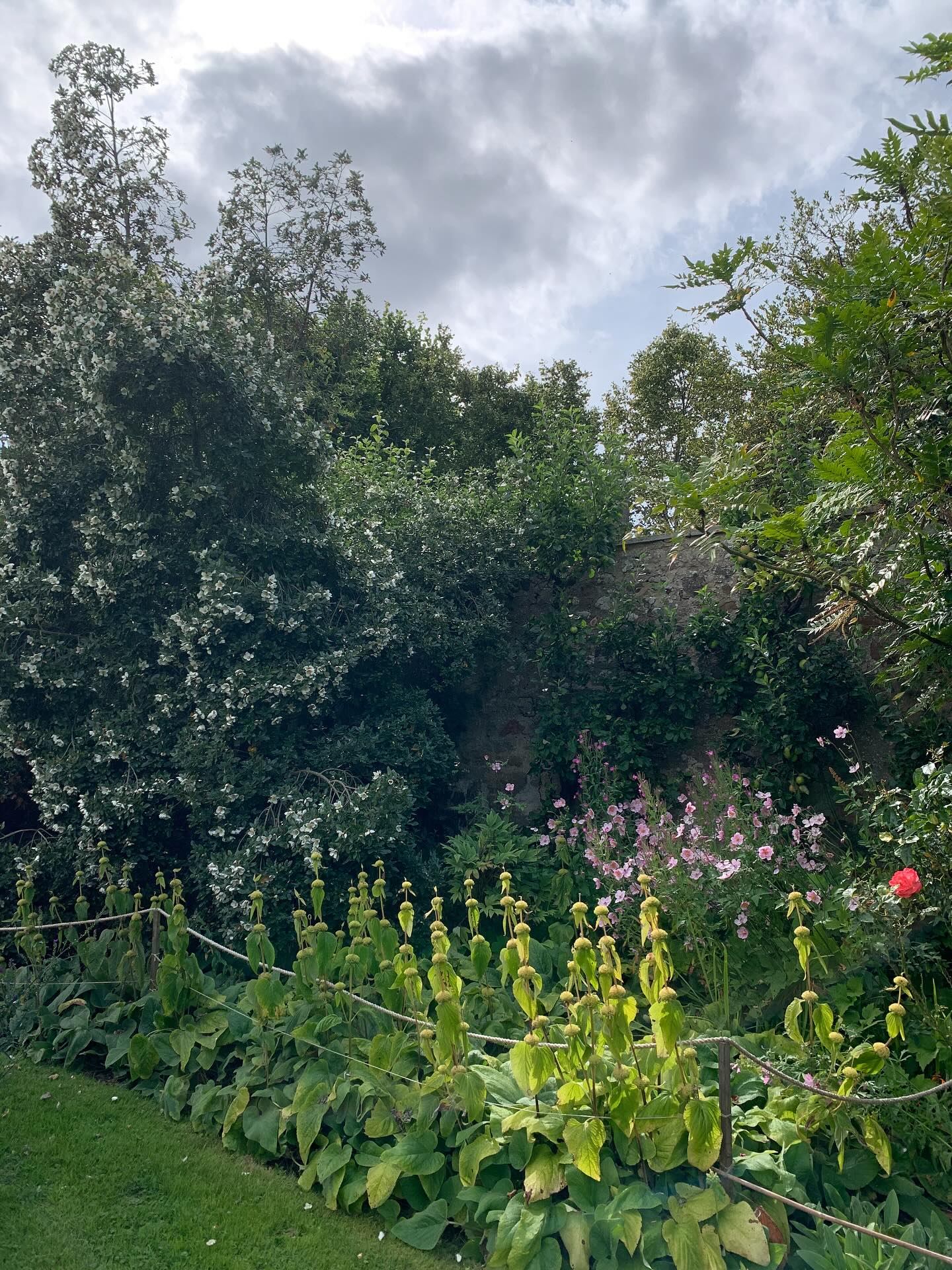 Phlomis in sunlight. Despite finishing flowering weeks ago, Phlomis continues to contribute to this little late-summer vignette (which I have resisted ‘improving’ with a filter, incidentally, as I love the seasonal contrast of light and shade at this time of year. Apologies if you consider that to be a little too great!)
If you’re interested in finding out more about our garden in South-east Scotland, you might like to read our regular blog. You can find the link in our profile bio or visit www.thescottishcountrygarden.com. Check out our latest post ‘Agapanthus and apples’.
#gardenblog #garden #thescottishcountrygarden #scottishcountrygarden #gardenbloguk #scottishgardenblog #headgardenersblog #countrygardenblog
#gardenblogger #summergarden#scottishgarden #scottishgardener #gardenjournal #scottishgardenjournal #gardendiary #gardenersdiary #oldgarden #walledgarden #oldfashionedgarden #walledgardenblog #gardeninscotland #thegardeninaugust #augustgarden
#gardenwriter #ukgarden #gardensofScotland #gardensofgreatbritain