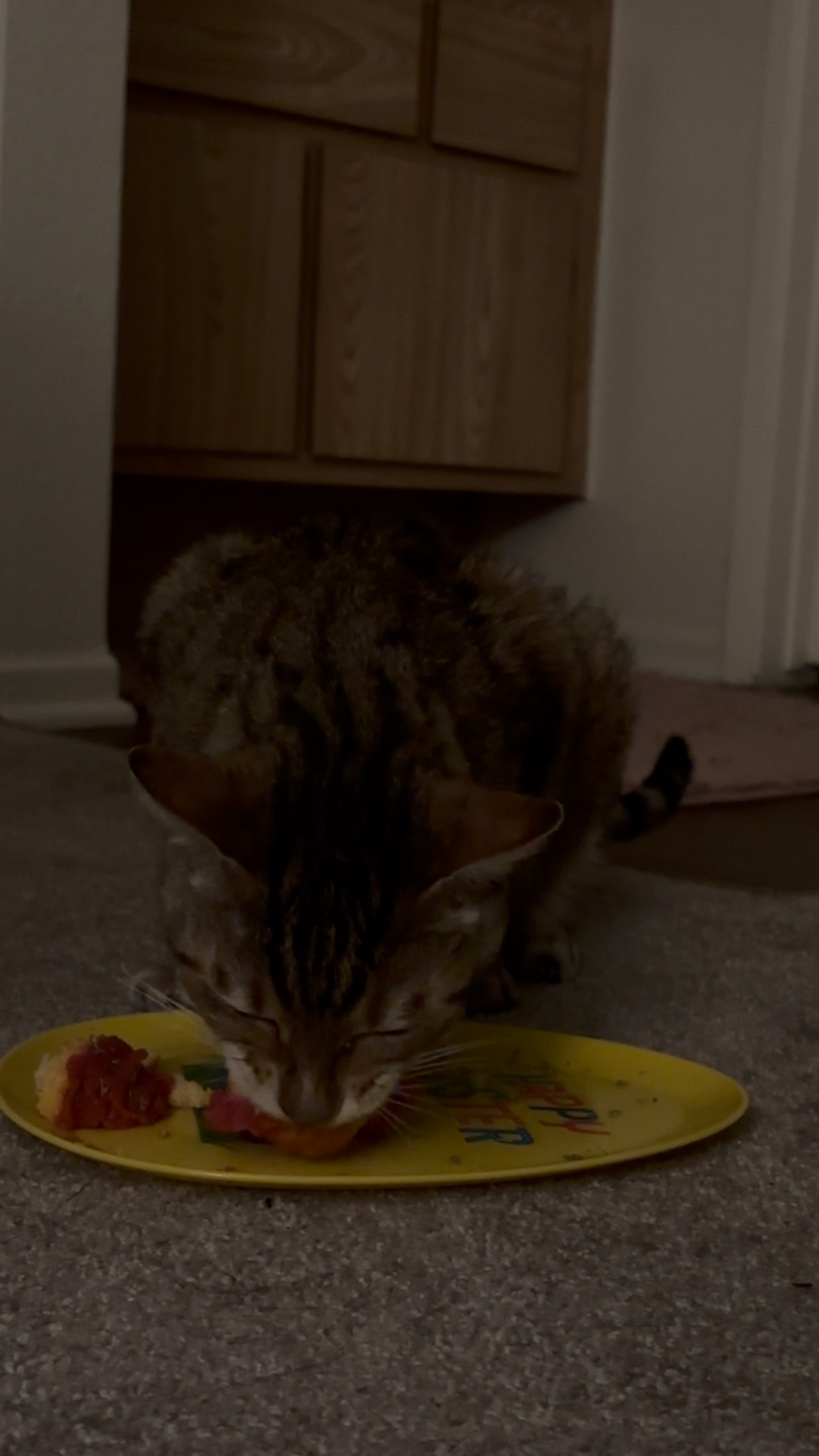 Mini chicken & tuna cupcake with catnip 🐟🧁😸