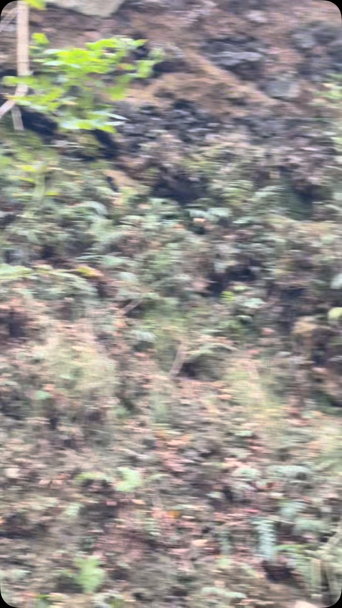 Cave + 16 kids + unlimited enthusiasm = Teacher sensory overload
You haven’t truly experienced overstimulation until you’ve been in an echoey cave with 16 students, all talking at once, with zero sound escape routes.
It’s like being trapped inside a popcorn machine… except the popcorn is made of words, excitement, and occasional shrieks.
Shoutout to every teacher who survives these moments with nothing but sheer willpower, deep breathing, and the ability to smile through the chaos. 🫡🎤💥
#TeacherLife #sendearplugsplease #excitmentinlearning #ponooutdoorprogram #reallife #kidsdontholdback #nosuchthingasawhisper