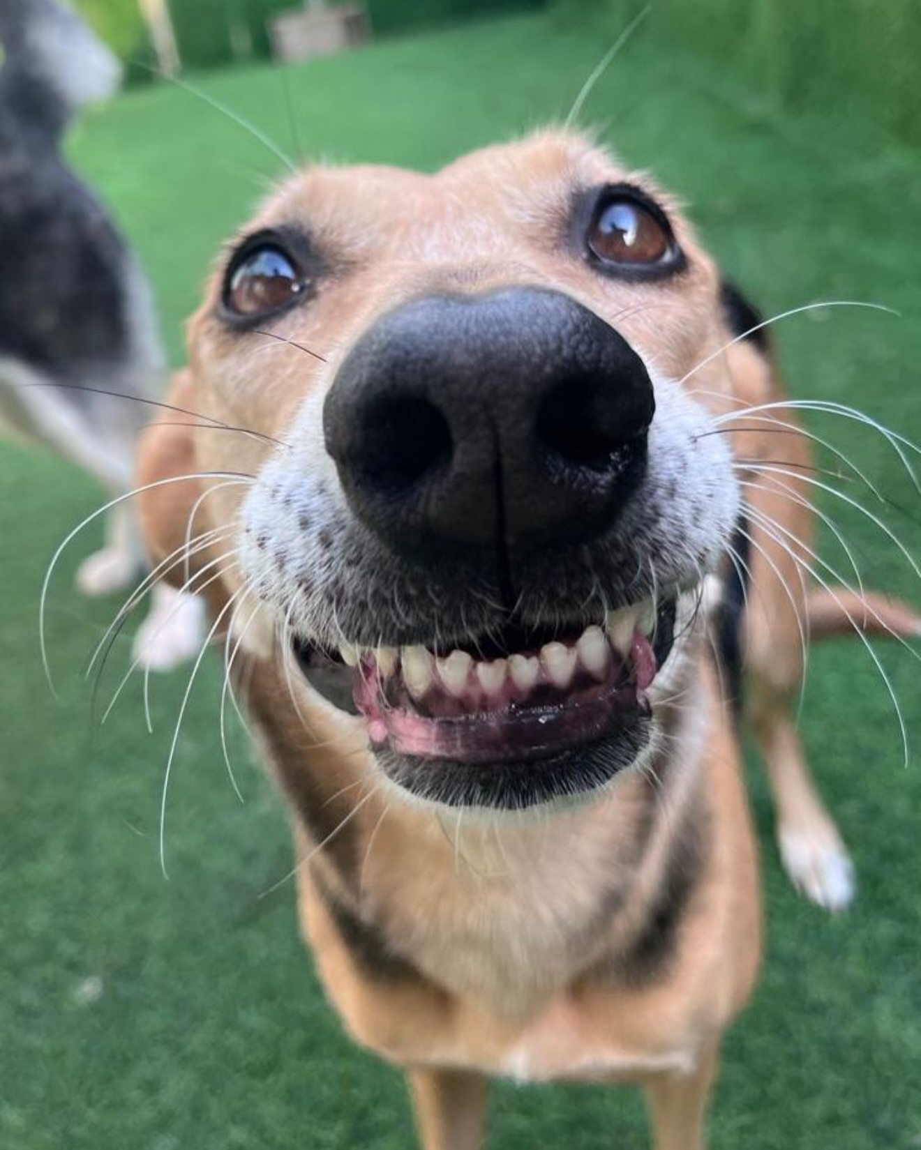 What can we say, it was an EPIC summer ☀️
1,200 gallons of water consumed 💦
Dozens of BIG smiles and wagging tales everyday 😆
Thousands of hugs and snuggles 🥰
but most importantly…
ZERO INCIDENTS 🧿✅
#dubaidogs #dogsindubai #dubai #mydubai #dogs #nyc #hellofromspot #boarding #grooming #welovedogs #dogsofdubai #dubaidog #doggieboarding #doggiedaycare #doggieboarding #dogdaycare #dogdays #uaedogs #dxbdogs #everydayawesome #adoptdontshop #pethealth #petnutrition #happypup #suspect