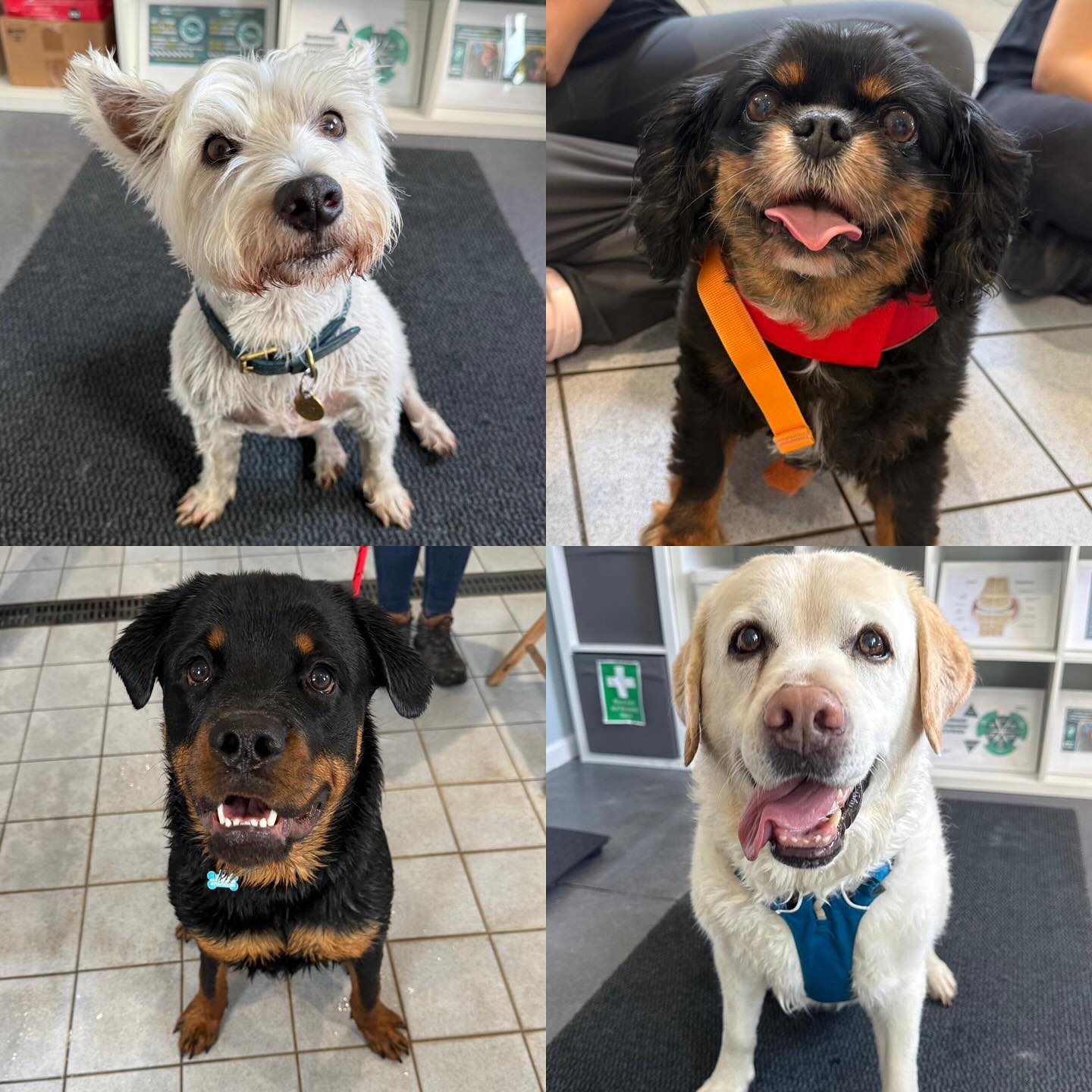 Please welcome all of the new faces that have started with us in the last couple of weeks. 🐶🦴
Page 1
Herbert (Herbie) West Highland White Terrier – Cruciate Disease
Buttercup (Cavalier King Charles Spaniel) – Muscle Mass loss to hindlimbs and weight loss
Max (Rottweiler) – Puppy Fitness
Mae (Labrador) – Stiff joints, weight loss
Page 2
Margot (Golden Retriever) Osteoarthritis
Maisie (Cavapoochon) L5/L6 IVDE, L4/L6 Right Hemilaminectomy
Bonnie (Min Schnauzer) Fitness
Rocket (Cross) Fitness
Page 3
Frankie (Coton De Tulear) Luxating Patella
Monty (Lab x) Patella Luxation LH, Pain associated hip extension
Chambourcin (Labrador) L7 / S1 Dorsal Laminectomy and Discetomy, Degenerative Lumbosacral Sternosis
Kibo (Labrador) Hip Dysplasia