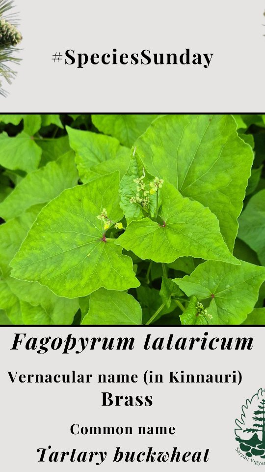 Today we have Fagopyrum tataricum, aka, Tartary Buckwheat. Do you know that this plant is drought and frost resistant, and that's why can be grown at very high altitudes.
What do you know about the plant? Let us know in the comments.
.
#SaryanFoundation #speciessunday #himalayanflora #biodiversity #floraofkinnaur #agriculture #traditionalwisdom #Tenfa #fagopyrum #buckwheat