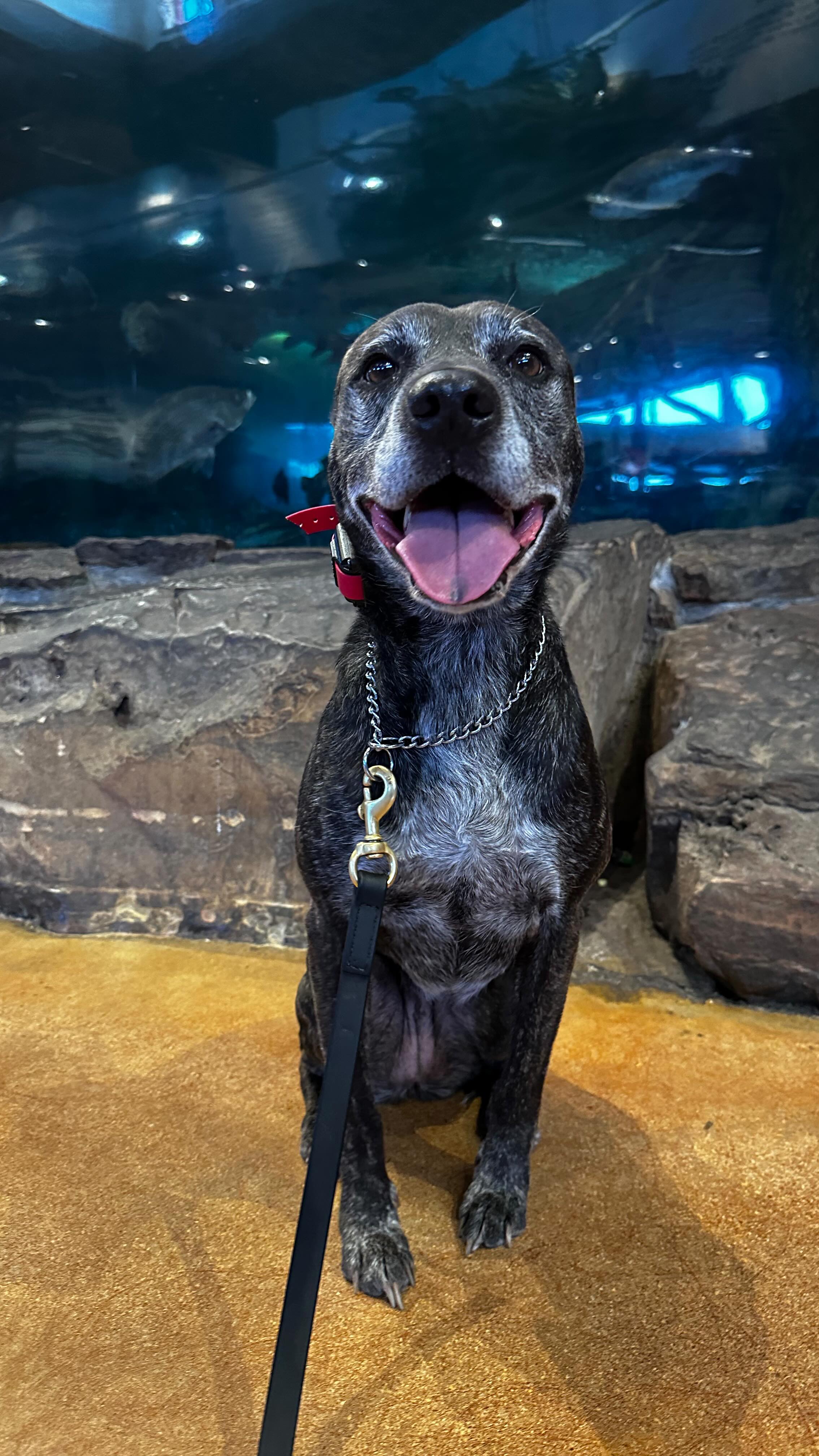 🚨🐾Which is harder for your dog to ignore??
✅Impulse control isn’t built in a quiet living room — it’s forged in the middle of chaos. Today Ruby and Squirrel took their training on the road to Bass Pro and La Cantera, surrounded by noise, smells, and distractions that would have once sent them into overdrive.
✅From pulling on the leash to holding calm, steady focus, the progress is undeniable — but like all great training, we’re still chasing that next level. Watch their journey from reactive to reliable in real-world settings and see why proofing matters just as much as the initial training.
#DogTraining #ImpulseControl #ObedienceTraining #ProofingTraining #BalancedTraining #RealWorldTraining #DistractionTraining #CanineObedience #ReactiveDogTraining #TrainingJourney #DogTrainerLife #DogBehavior #ObedientDog #LeashTraining #DogTrainingTips #TexasDogs #SanAntonioDogs”