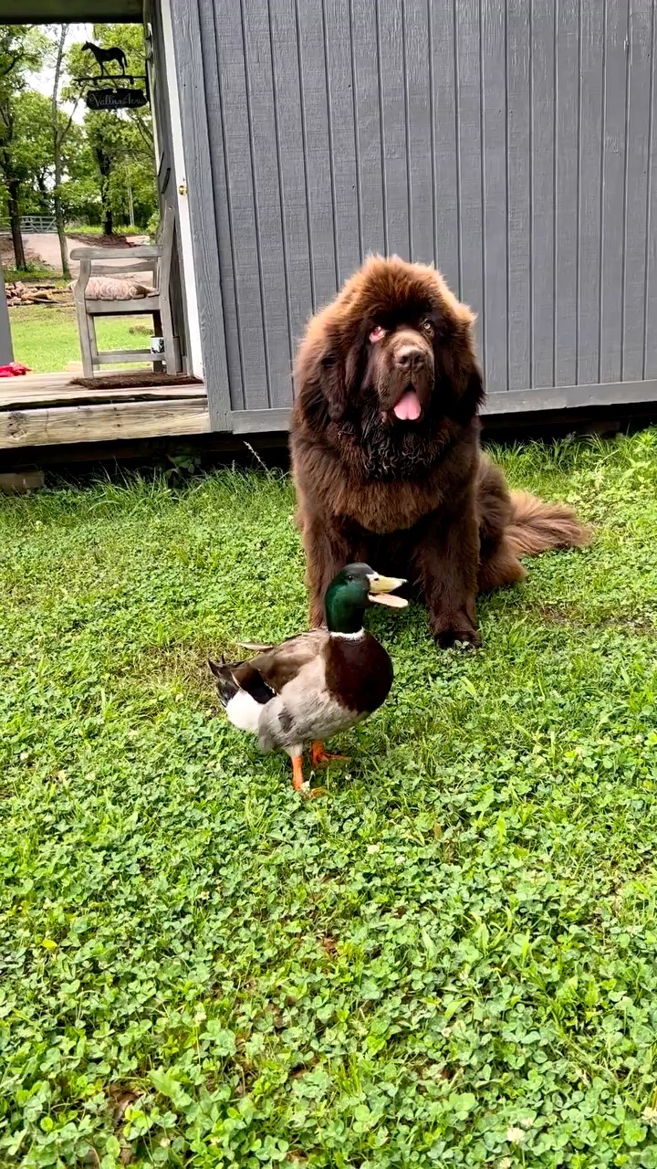 Olaf's best friend. ❤️