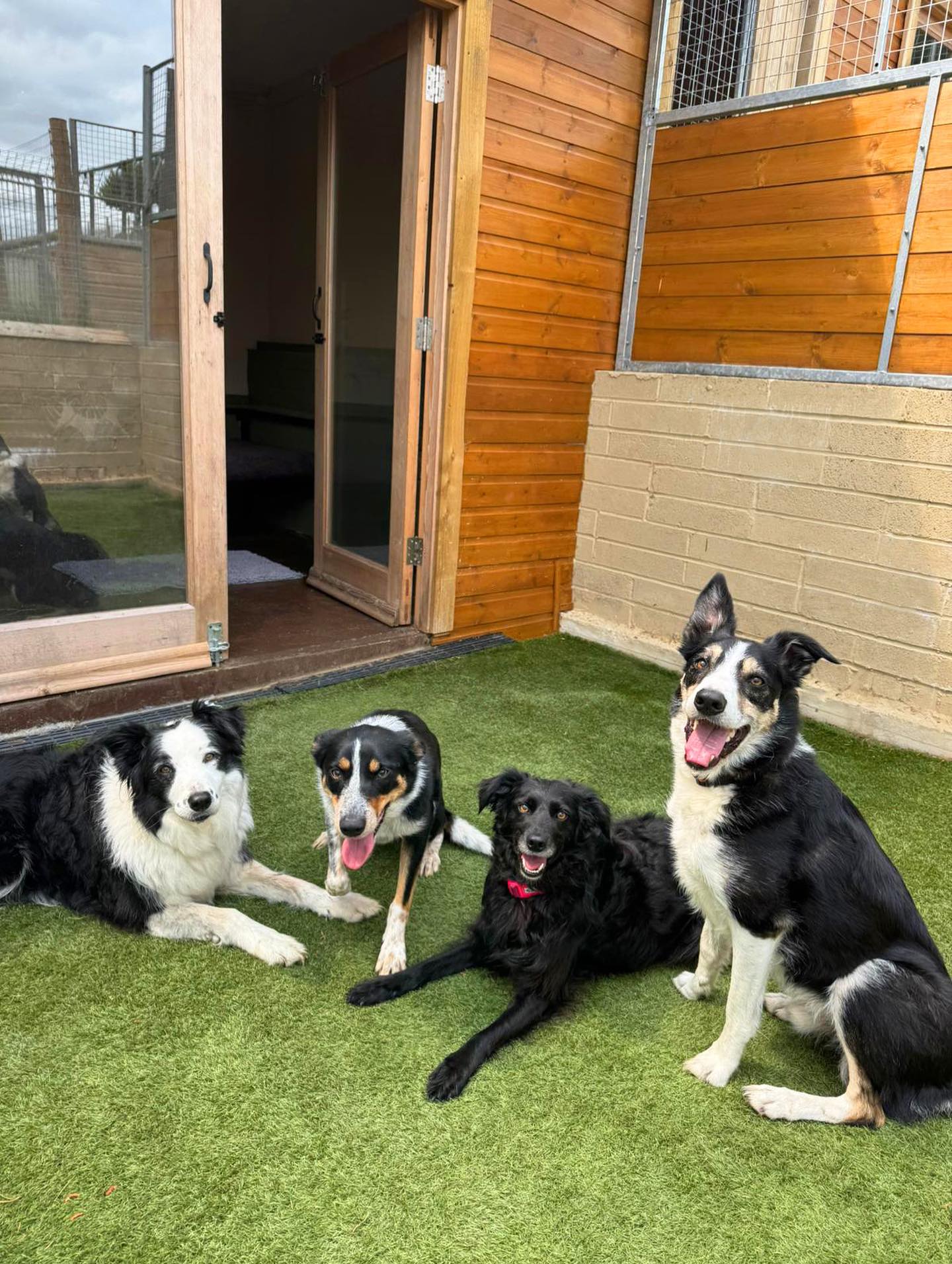 Who’s ready to join the pawty? 🎉
#pawtytime #dogboarding #doghotel #lothersdalepetretreat #boardingkennel #happypets #puppylove #doglife #doglovers #bordercollieofinstagram #furryfriends