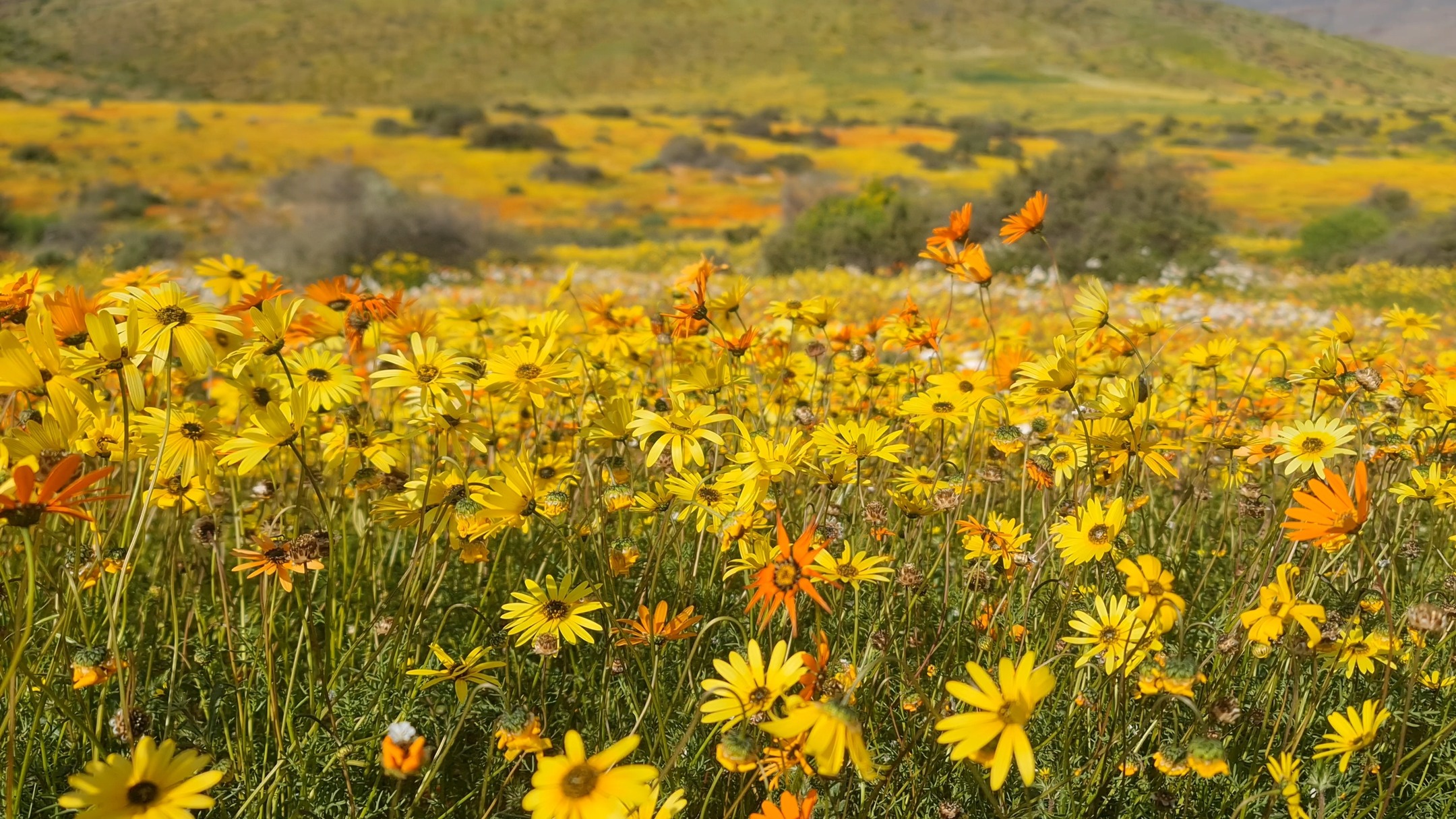 🌼Asters asters everywhere! 🌼
Spring is coming, the flowers are telling us so!