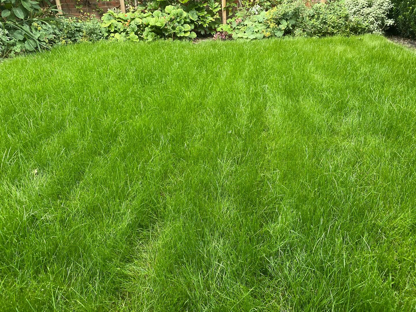 Customers lawn still looking lovely despite the drought, keeping it longer than usual with frequent high cuts helps the grass to maintain colour! Thank goodness for the drop of rain đ§ď¸ last evening! #lawncare #merlinlawncare #gardencare #winchesterbusiness