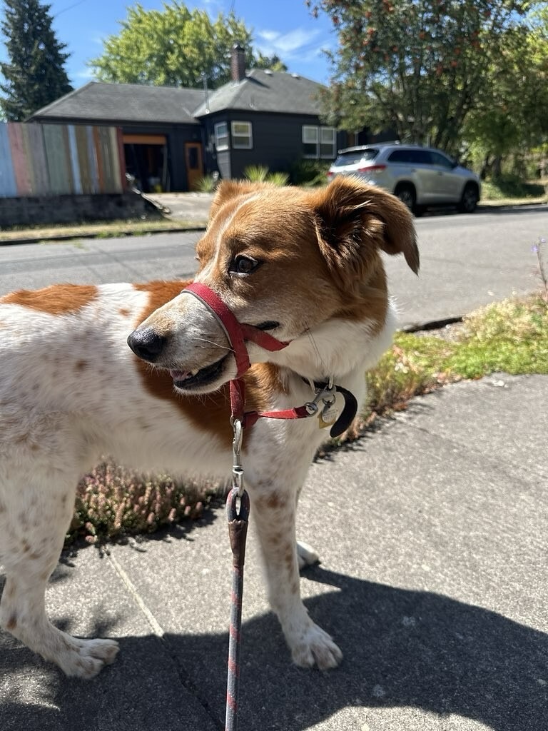 When you’re away, we make sure your pups are cared for like our own 🐾💛
This past weekend, our amazing house sitter Addie stayed with one of our client’s pups, making sure they felt safe, loved, and right at home.
To keep tails wagging (and paws moving!), our dog walkers Nick and Gabby stopped by for walks so the pups were never home for more than 4 hours at a time.
Because at Puddletown, it’s never just about pet sitting — it’s about making sure every dog gets the care, companionship, and exercise they deserve. 🐕✨