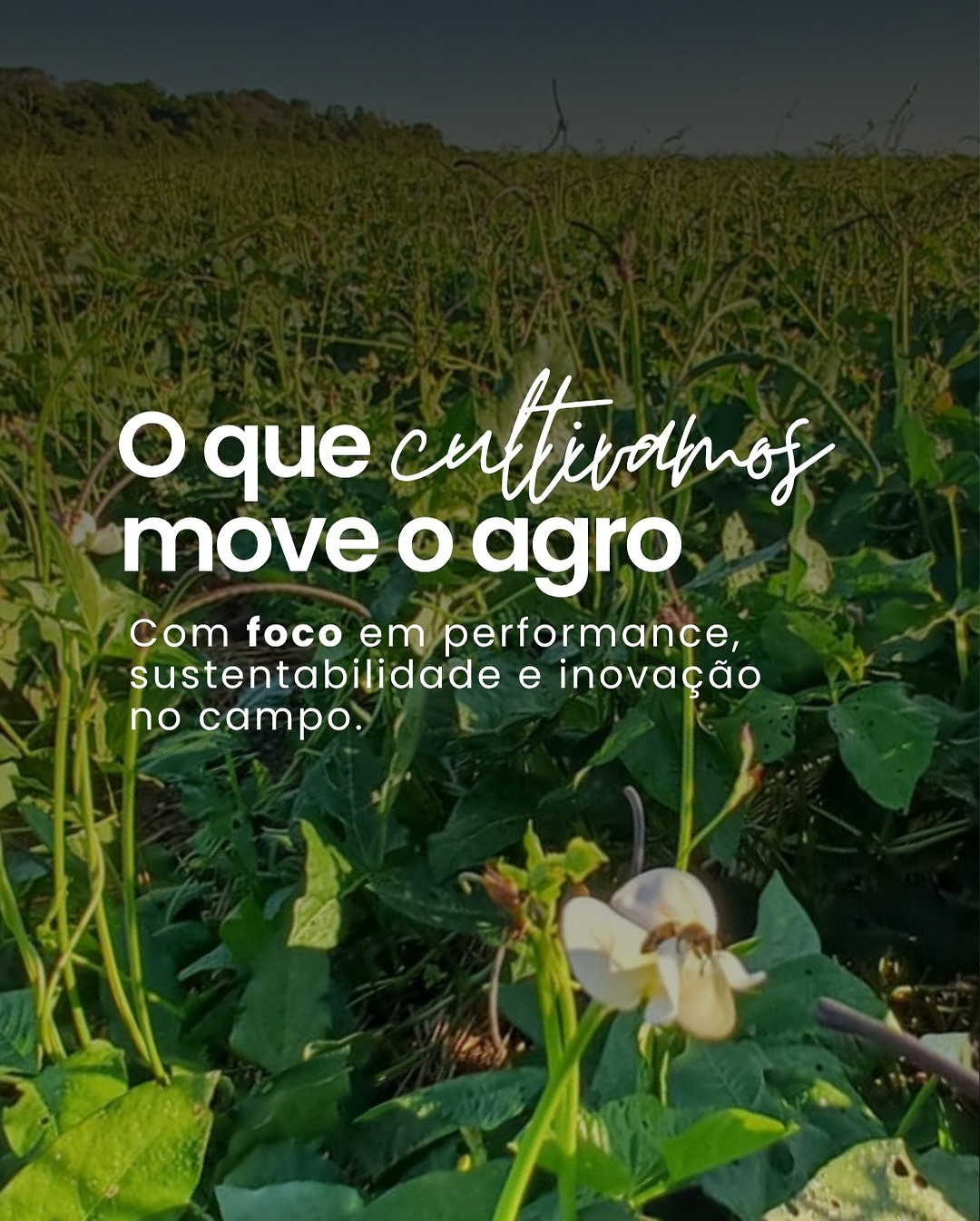 Na Diamante, cada grão carrega mais que produtividade: carrega propósito.
🌱 Da escolha da semente ao cuidado com o solo, nossa produção nasce com técnica,
consciência e visão de futuro.
#diamanteagricola #soja #arroz #feijão #agro #sustentabilidade