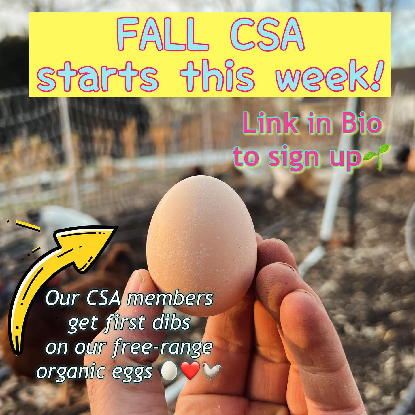 We still have a few spots left on our CSA Membership for this fall! Starts this week, with Weekly or Bi-Weekly options. Click on the link in our bio or go to www.dirtbeastfarm.com for more info