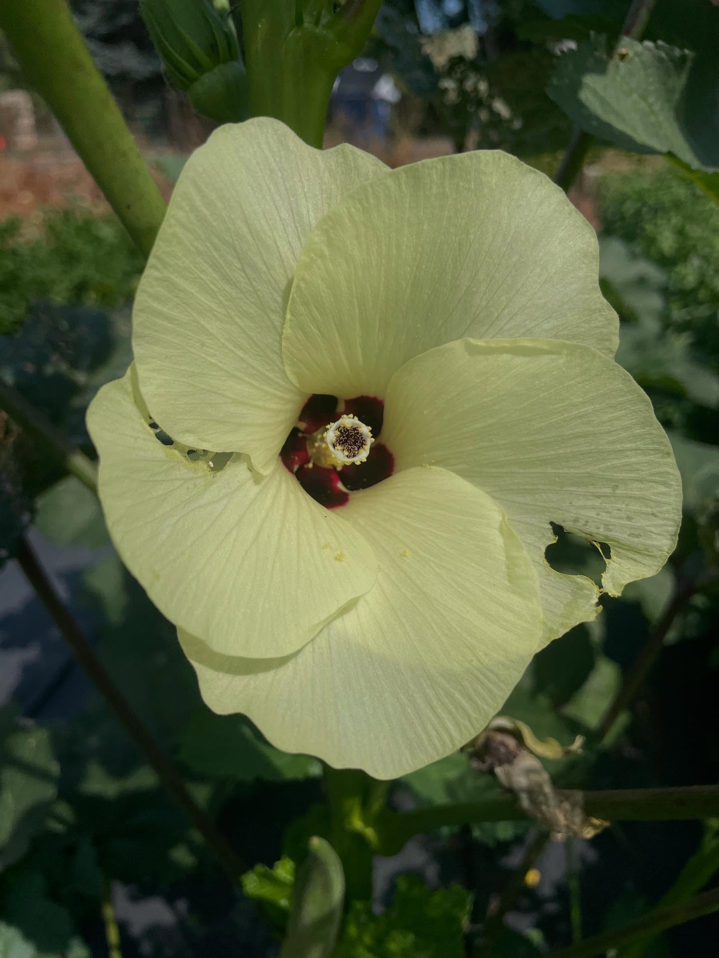 An okra flower! Who knew okra plants could be so pretty :)