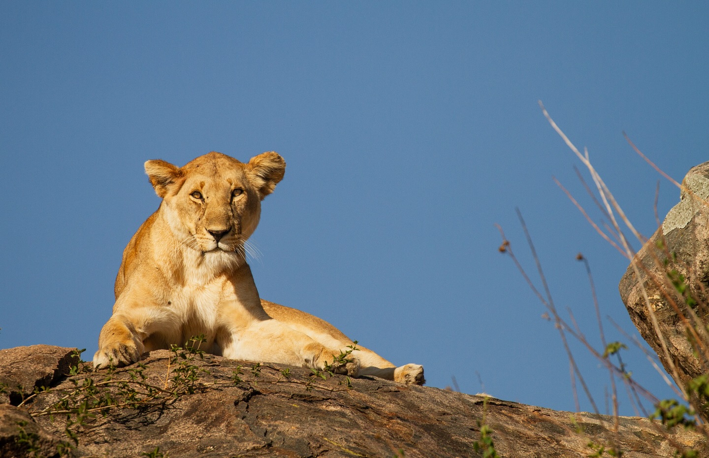 The queen.
There’s something truly magical about locking eyes with a wild lioness (or lion)🦁 - a moment that stays with you forever.
An experience you’ll carry for a lifetime.
Book with us your dream safari!
#MaporiSafaris #Safaris #EastAfrica #Africa #Uganda #Tanzania #Kenya #lioness #lion #tripofalifetime