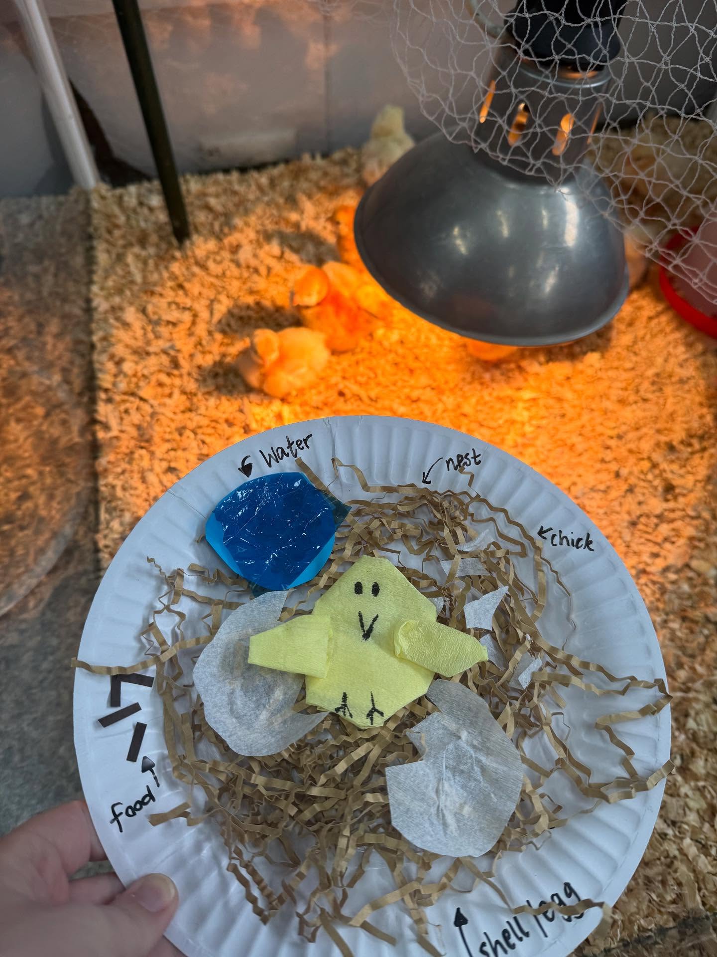 🐥One more week with our class chickens!
Today in inquiry, we explored the different types of habitats and the important aspects that help animals survive — food, water, shelter, and the unique adaptations that suit their characteristics.
To finish off, we created our own replicas of the chickens’ habitat they’ve been living in. It’s been so nice to bring more arts and crafts back into the classroom — a creative way to wrap up our learning.
#ClassChickens #InquiryLearning #Habitats #PrimarySchoolLearning #HandsOnLearning