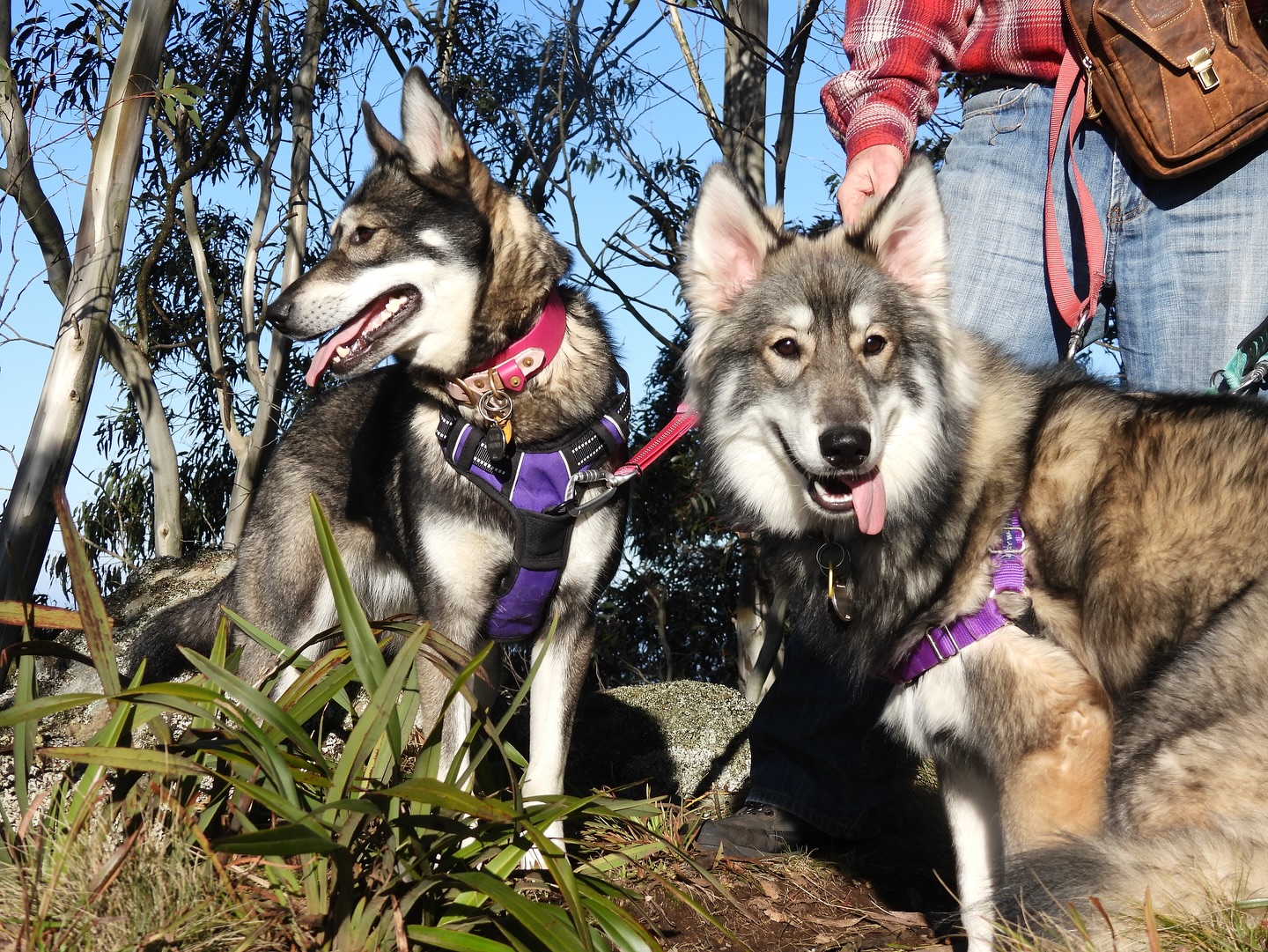 Sage & Sienna at our recent Mount Macedon hike at Camel’s Hump