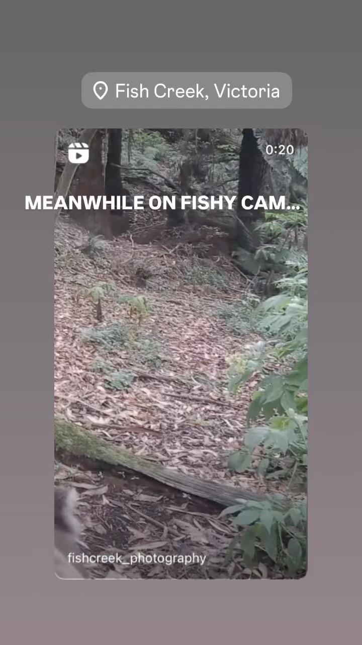 Have you seen the Fishy Cam 🎥 footage in our highlights?
We are so lucky to have a local photographer right here in Fishy with this set up.
Thank you @fishcreek_photography for Fishy Cam and for providing us with inspiration for our group’s purpose - to create a network of wildlife corridors in South Gippsland 🐨🦇🪱🐞🦉🐛🐜🦂🦘