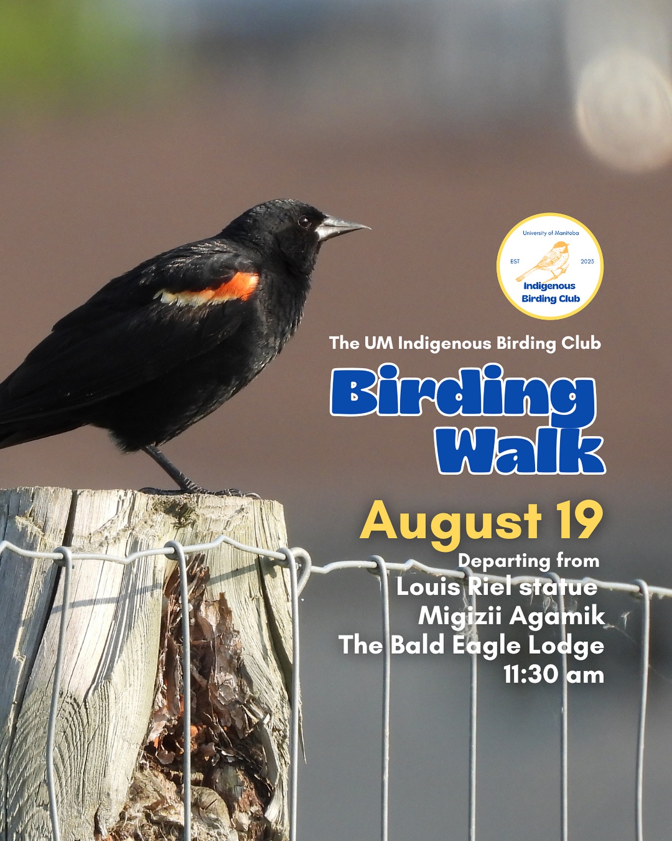 Join us on August 19 for a relaxed, 1.5-hour birding walk that begins at Migizii Agamik – The Bald Eagle Lodge. We’ll gather at 11:20 am by the Louis Riel statue, with the walk starting promptly at 11:30 am. The walk will take us to King’s Park, or another nearby location, at a leisurely pace, allowing us to enjoy the sights along a mix of pavement, grass, dirt, and gravel paths. The terrain is mostly flat, with just a few gentle slopes.
These walks are open to BIPOC (Black, Indigenous, and People of Colour) folks and allies who share our belief that birding is for everyone, regardless of experience. Whether you’re new to birding or a seasoned enthusiast, we welcome you to join. Just dress for the weather and be sure to bring sunscreen and water. If you don’t have your own binoculars, we have some available to borrow.
Our walks are an opportunity to connect with nature, build community, and learn from one another in a relaxed and supportive environment. Feel free to participate at your own pace. There’s no need to stay with the group the entire time, and you’re welcome to come and go as you please.
Accessibility Information:
The walk covers a variety of paths, including pavement, grass, dirt, and gravel, with mostly flat terrain and a few gentle slopes.
Washrooms are available approximately halfway along the walk.
If you need assistance or have specific accessibility requirements, please let us know in advance so we can do our best to accommodate you.
Parking:
Please note there is NO free parking on campus M–F from 8:30 AM to 4:30 PM. Parking is available for a fee in the Parkade and at metered spaces.
We look forward to seeing you there!
Photo: @justinleerasmussen
@umindigenous @um_metis