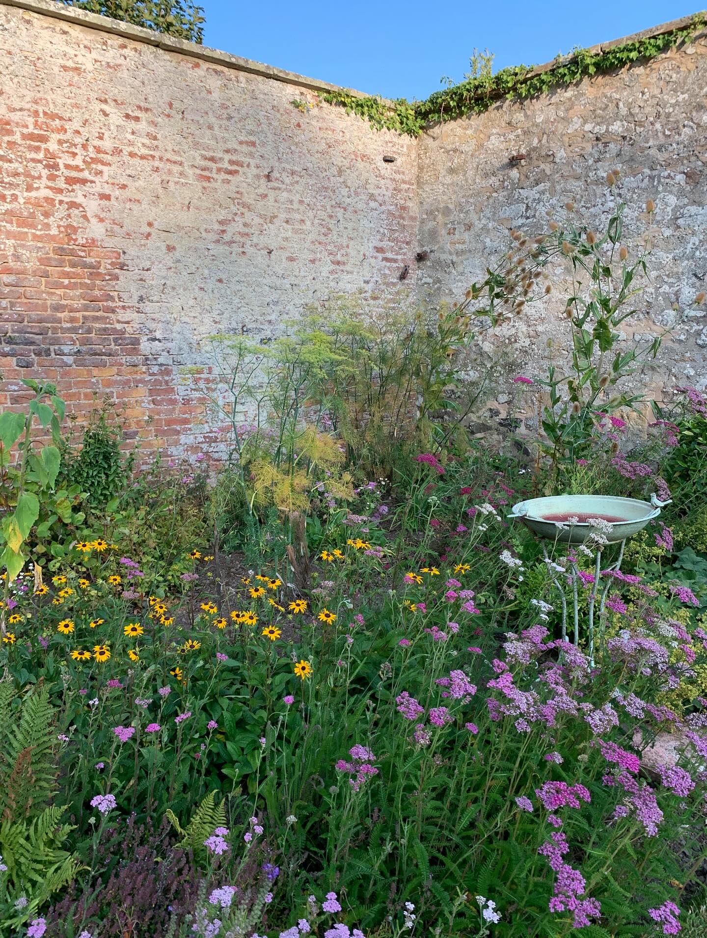The final rays from a very warm Tuesday. This spot in the south-west corner of the Walled Garden is where the sun casts its final rays each evening. Rudbeckia and achillea provide the colour against à foil of teasel and fennel.
If you’re interested in finding out more about our garden in South-east Scotland, you might like to read our regular blog. You can find the link in our profile bio or visit www.thescottishcountrygarden.com. Check out our latest post ‘Agapanthus and apples’.
#gardenblog #garden #thescottishcountrygarden #scottishcountrygarden #gardenbloguk #scottishgardenblog #headgardenersblog #countrygardenblog
#gardenblogger #summergarden#scottishgarden #scottishgardener #gardenjournal #scottishgardenjournal #gardendiary #gardenersdiary #oldgarden #walledgarden #oldfashionedgarden #walledgardenblog #gardeninscotland #thegardeninaugust #augustgarden
#gardenwriter #ukgarden #gardensofScotland #gardensofgreatbritain