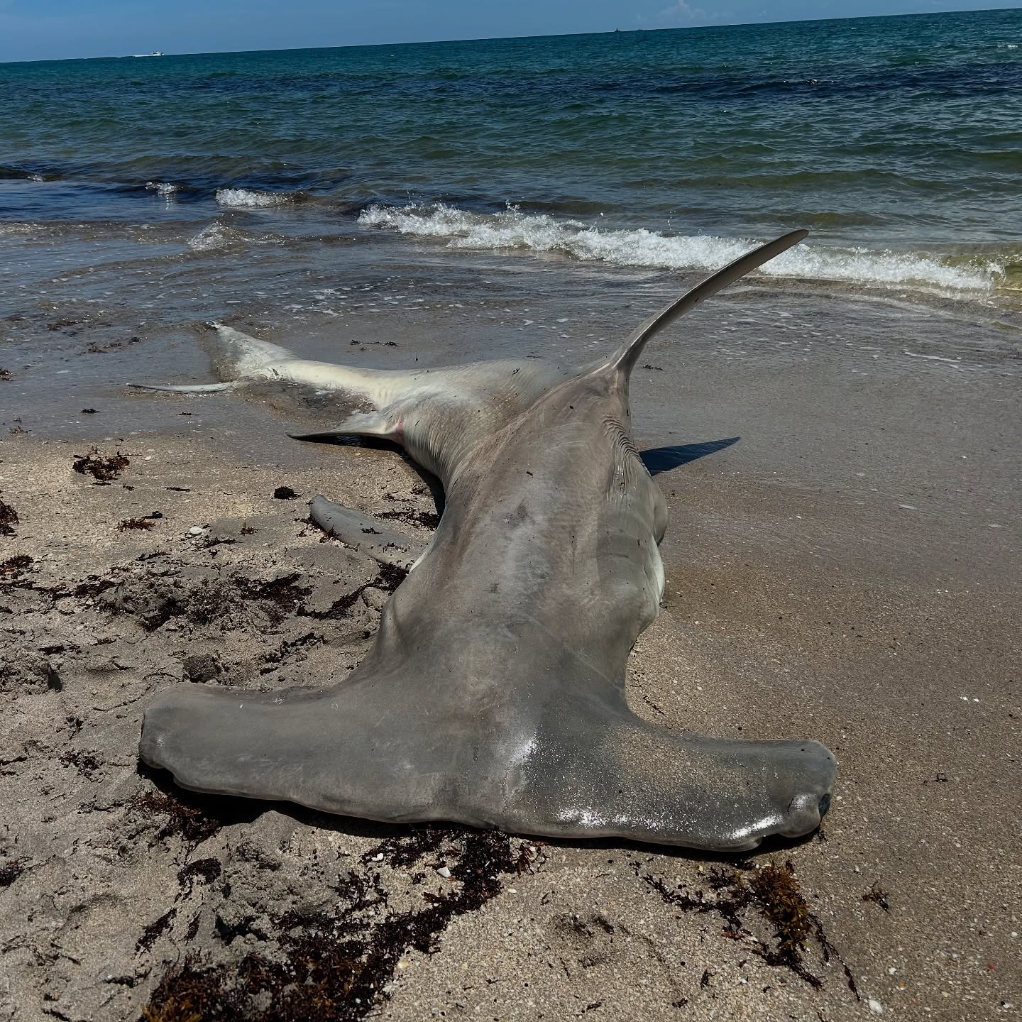 Thanks to @floridamantagirl and @asc_sharkstudies for reporting a dead #hammerhead #shark on the #beach. The #graduate #students were able to collect valuable samples from this #endangered #species. It is always a tragedy when an #elasmobranch dies but the samples collected will be used in a variety of #studies. There were no external signs of trauma but a large #fishing #hook indicated that it had been caught and released last night. Hammerhead #sharks are particularly vulnerable to handling #stress and even large sharks like this can succumb. #sharkfishing @fauscience @colganfoundation