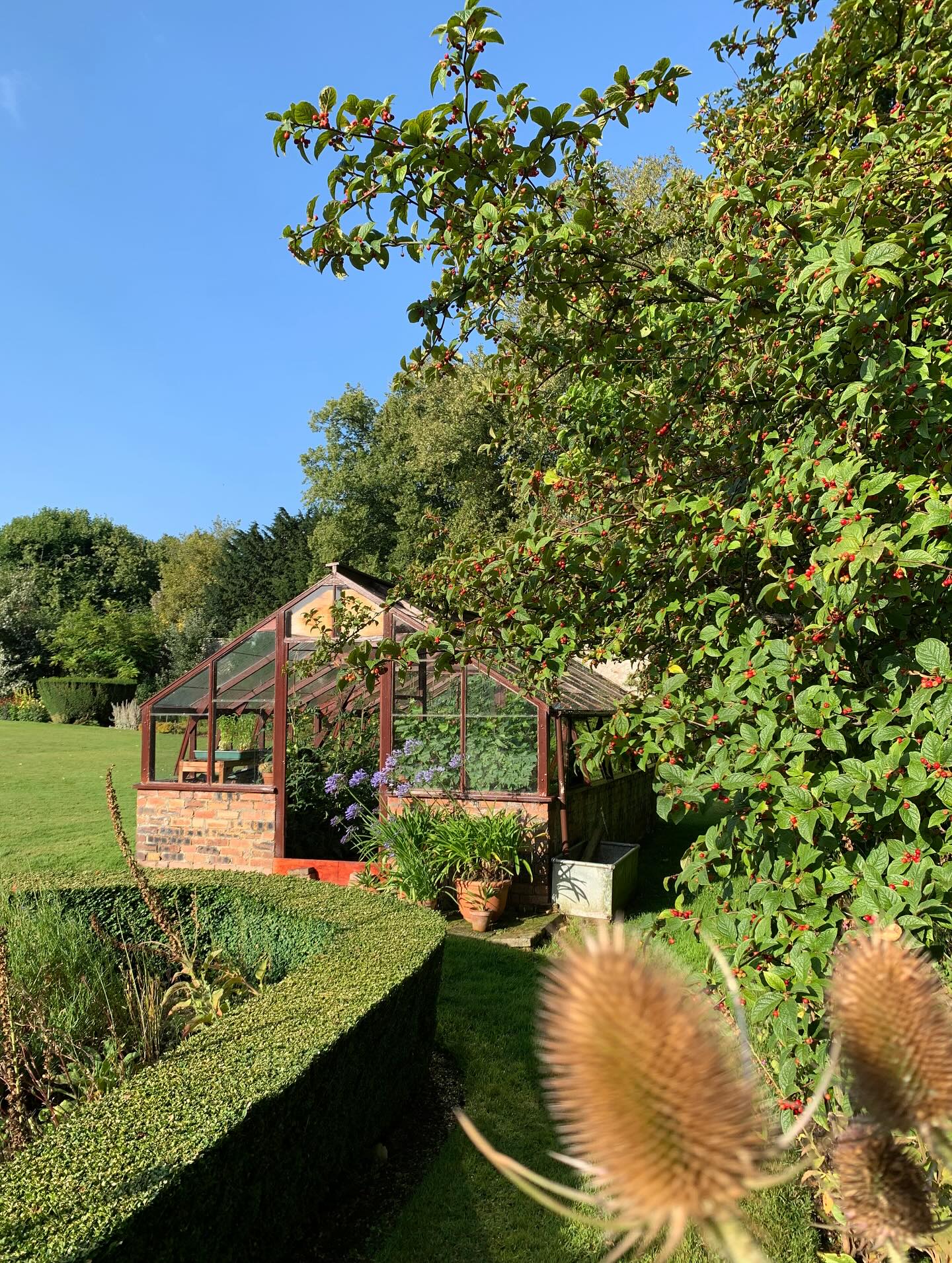 Greenhouse.
If you’re interested in finding out more about our garden in South-east Scotland, you might like to read our regular blog. You can find the link in our profile bio or visit www.thescottishcountrygarden.com. Check out our latest post ‘Agapanthus and apples’.
#gardenblog #garden #thescottishcountrygarden #scottishcountrygarden #gardenbloguk #scottishgardenblog #headgardenersblog #countrygardenblog
#gardenblogger #summergarden#scottishgarden #scottishgardener #gardenjournal #scottishgardenjournal #gardendiary #gardenersdiary #oldgarden #walledgarden #oldfashionedgarden #walledgardenblog #gardeninscotland #thegardeninaugust #augustgarden
#gardenwriter #ukgarden #gardensofScotland #gardensofgreatbritain