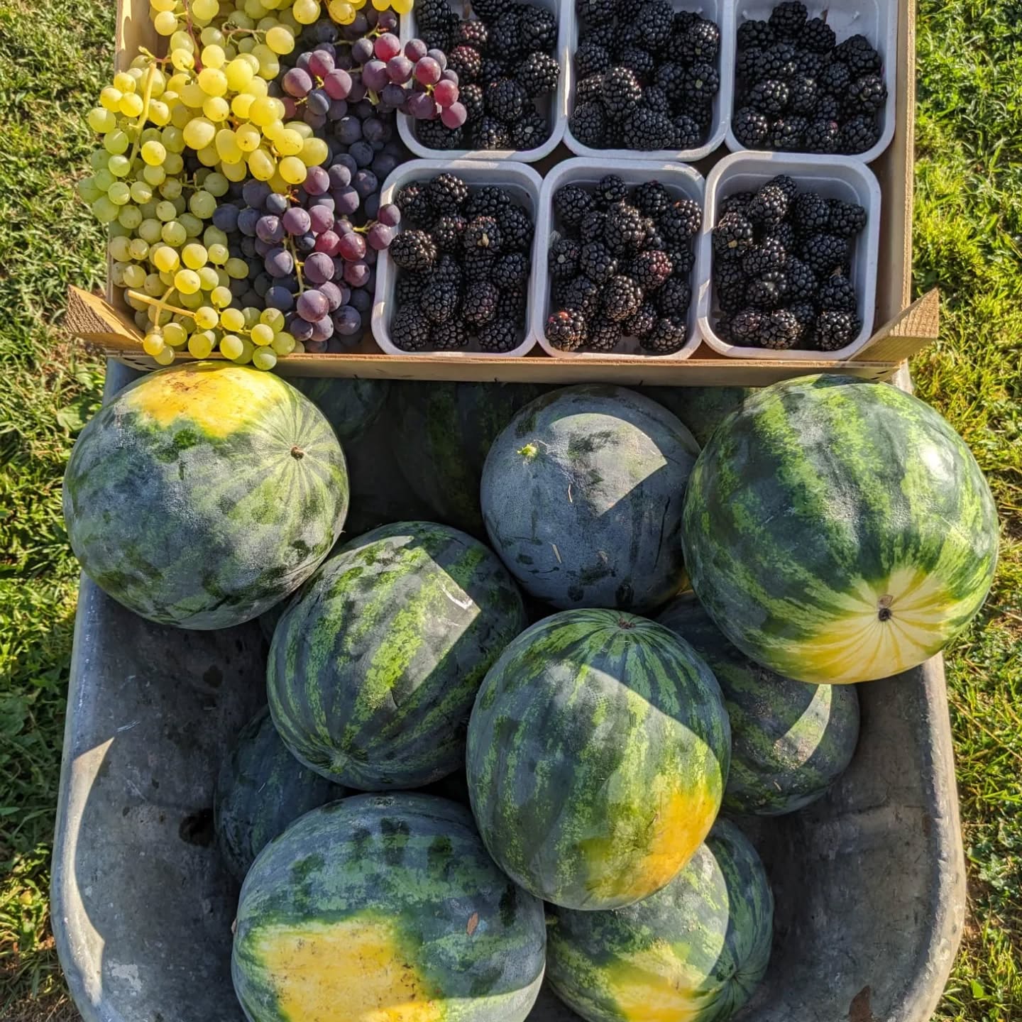 augustus= oogstmaand!
Vandaag en morgen = veldwinkel & zelfpluk ☀️
✅ bio meloen van eigen teelt: watermeloen, charentais en honingmeloen
✅ fantastisch zoete bramen en herfstframbozen
✅ echte smaalvolle tomaten uit volle grond
✅ appels, peren en druiven
👋🏻 ijsjes in alle smaken en geuren om te verkoelen ☀️
Welkom vandaag & morgen van 10u tot 18u
🧑🏻🌾👨🏻🌾