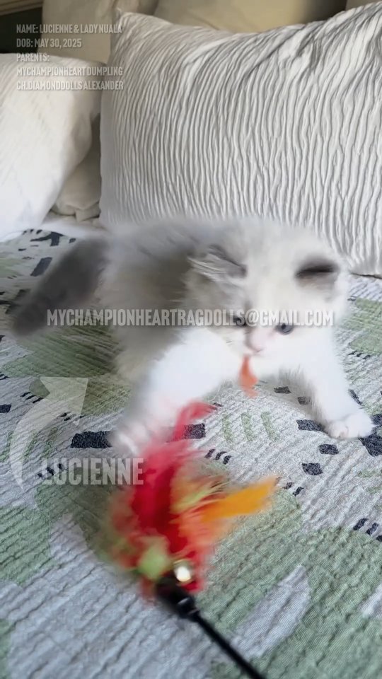 🚫No longer Available 🚫
This is cute Lucienne. Blue bicolor male Ragdoll kitten. He is sweet and mellow in a nice balance way. Not too adventurous and not too shy. Loves feathers.
He and his siblings are open through their litter waitlist until ready for families to pick them out
Parents:
MyChampionHeart Dumpling
CH. Diamonddolls Alexander
Located: Southern California
Step One to adopting: Fill out pre-application questionnaire and email to MyChampionHeartRagdolls@gmail.com
Step two join litter waitlist (Agreement + Deposit)
I’m a small Ragdoll breeder in Southern California. If you’re interested in a kitten, please email me your Pre-Application Questionnaire (only send one per family). Families pick in the order they joined waitlist, and my waitlist is only for the litter itself, never for future kittens - so it’s never a long wait. Once kittens are evaluated for personality traits & uniqueness, those on the waitlist move to the next step, officially reserving a kitten. Kittens go home after spay and neuter surgery, approximately at sixteen weeks old.
Working on posting more videos of the litter. Follow to stay in the loop. Share to friends to help these precious furballs find their "meant to be" FORVER families.
🪷📧EMAIL BEFORE TEXTING📧🪷
Website: MyChampionHeartRagdolls.com (Only website I have)
#布娃娃猫 #mychampionheartragdolls #mychampionheart #whitefaceragdoll #whiteandblueragdoll #ticaragdollkittens #ticaragdollbreeder #cfaragdollkittens #cfaragdollbreeder
#riversideragdollbreeder #3montholdragdollkittens