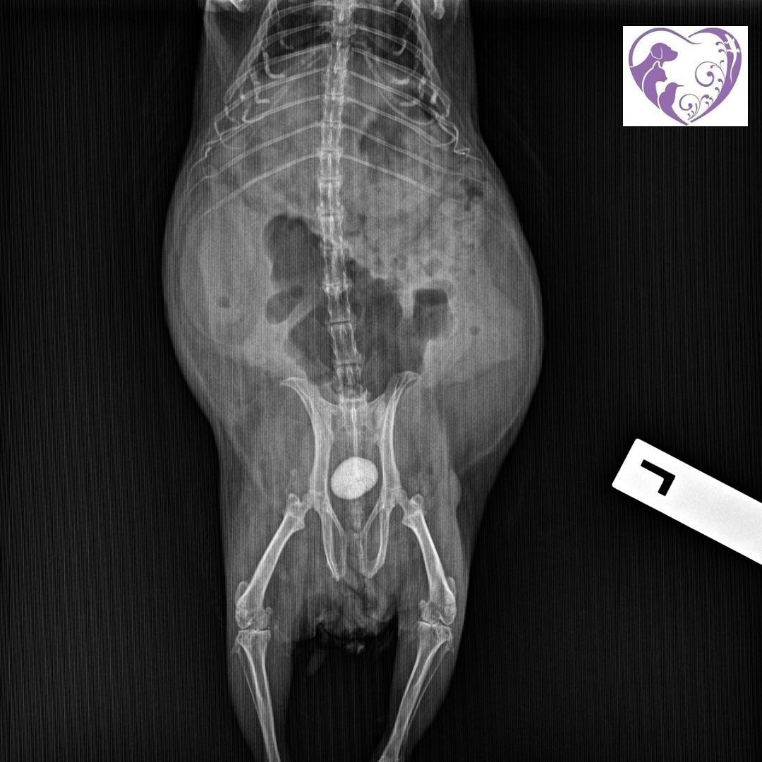 Can anyone guess the species this bladder stone was removed from? These can occur commonly in many species, presenting with trouble urinating, incontinence, straining, blood colored urine and is very painful. Patients with reoccurring urinary tract infections may need further diagnostics, like ultrasound and X-ray, to find the underlying cause.