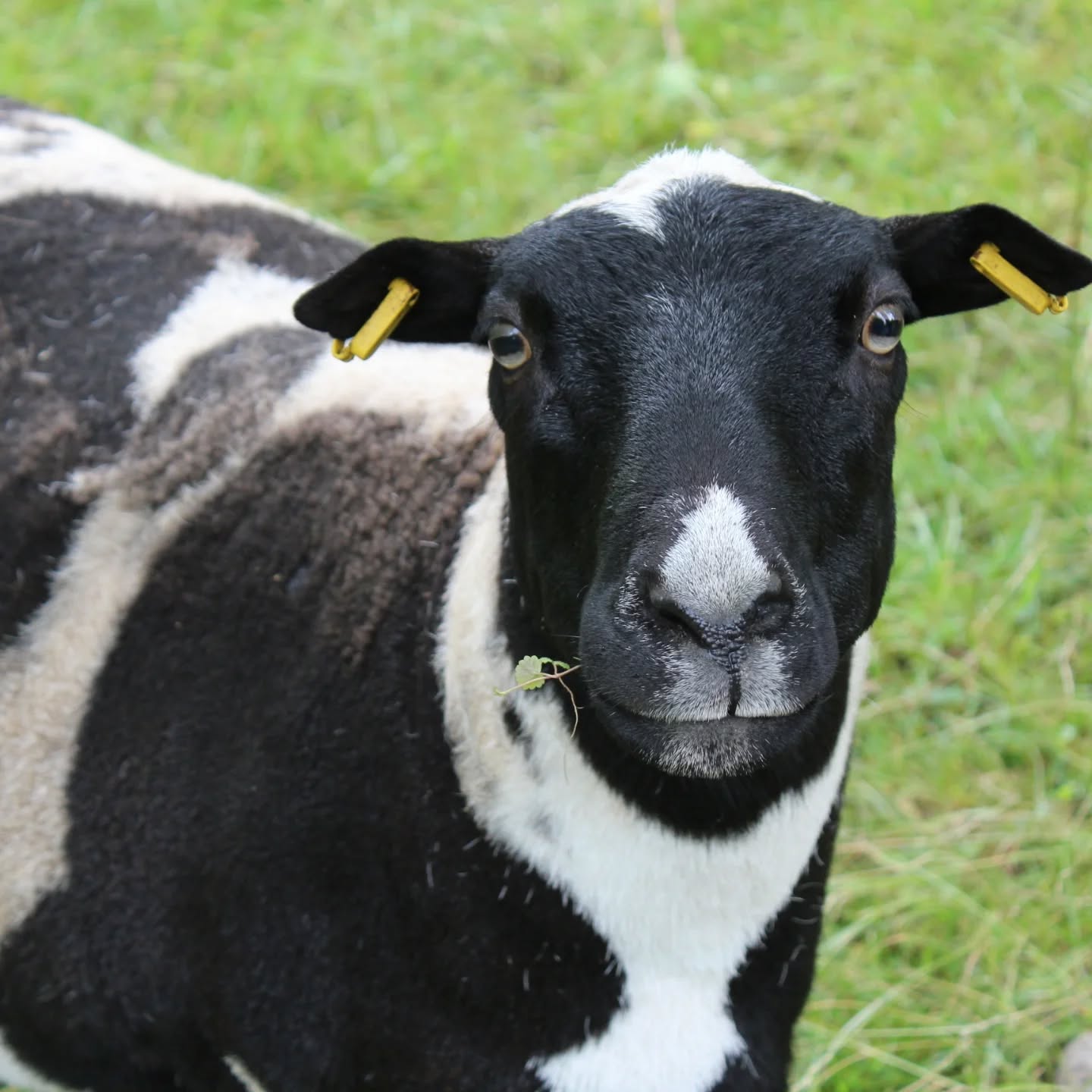 Kennt ihr schon Frida? 🐑
Frida ist 2018 zu uns auf den Platz gekommen und hat sofort die Herzen der Kinder erobert. 🖤🤍
Manche sagen, sie sieht aus wie eine Kuh.🐮 Andere finden, sie verhält sich wie ein Hund – denn wenn sie sich freut, wedelt sie mit dem Schwanz. 🐕
Wenn ihr die Betreuenden fragt, dürft ihr sie streicheln. Das mag sie besonders gern.
#abenteuerspielplatz #stuttgart #vaihingen #schafe
