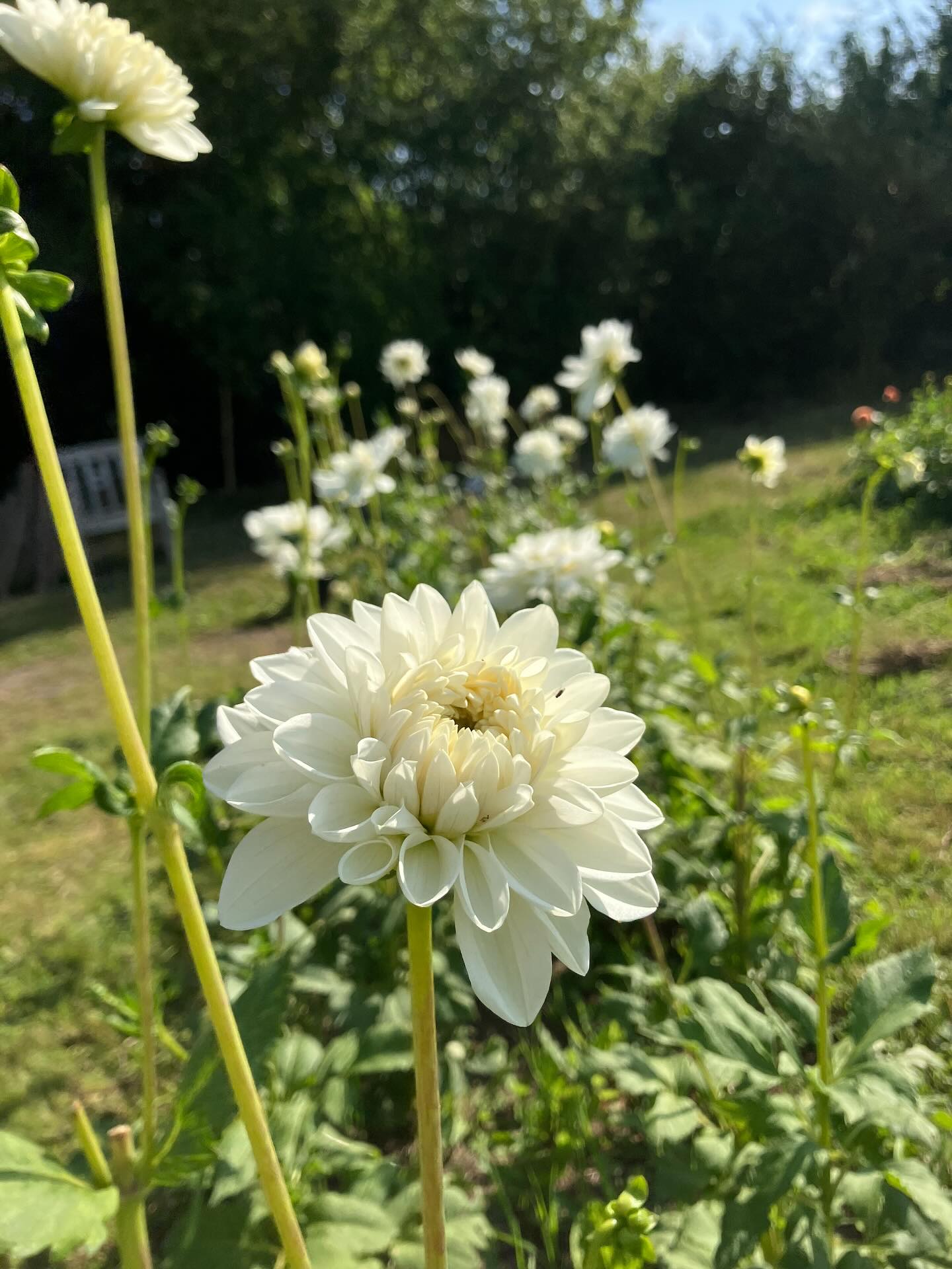 Blomstermarken viser sig fra sin allerbedste side lige nu 🌞💚😍💕🌸👌🥳
Weekenden venter lige om hjørnet, vi har blomster til fester og hygge og til pynt på havebordet. Den fine danske sensommer er bare noget helt særligt 😎🍷🌞