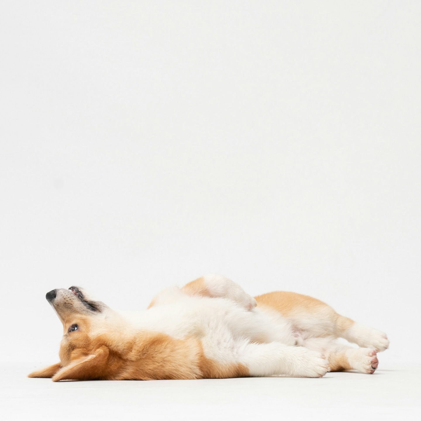 In dieser Woche steht für JustHelp wieder eine spannende Fortbildung an! 🤓
Kinesio-Taping für den Hund. 🐶
Wir finden es mega und freuen uns schon auf den neuen Input! 🤩
Habt ihr auch Interesse an Hundephysiotherapie?
Dann schreibt uns gerne privat oder in die Kommentare! 🫶🏻
#justhelpberlin #hundeschule #dogschool #hundetraining #dogtraining #hundephysiotherapie #kinesiotaping #allesfürdenhund #hundeglück #hundegesundheit #fortbildung #weiterbildung #startedfromthebottom #blümchen #hundemachenglücklich