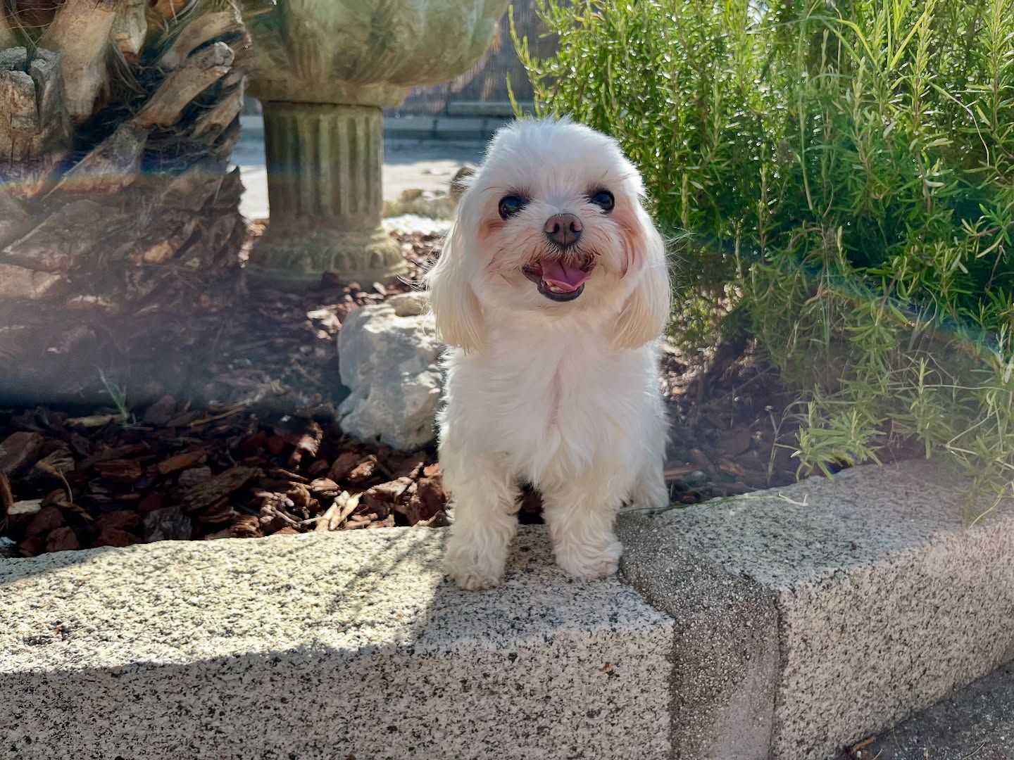 #cuidadoresdeperros #madrid #mascotas #españa #igersmadrid #perros #dogs #dogsofinstagram #perrospequeños #dogslife #dogfriend #fotosdeperros #comoencasa #vacaciones #doglover #pomeranian #chihuahua #caniche #bichón #bichonmaltes #shitzu #shitzulovers #pomerania #pomeraniaespaña #verano #verano2025 #summer