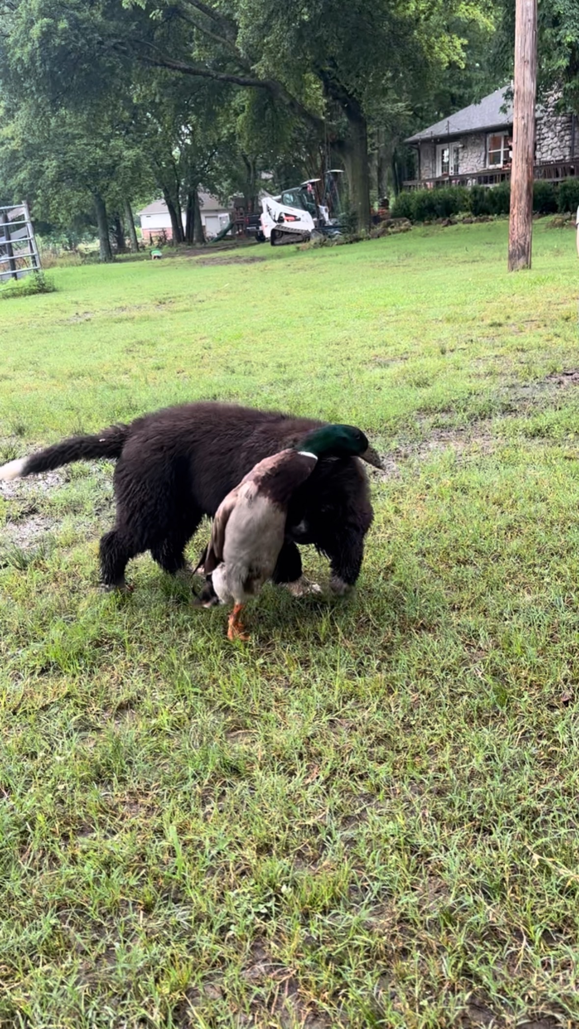 A duck who loves his dogs. 🥰
#olaftheduck #sventhenewf #milliethenewf #dogs #ducksofinstagram #dogsofinstagram #bestfriends