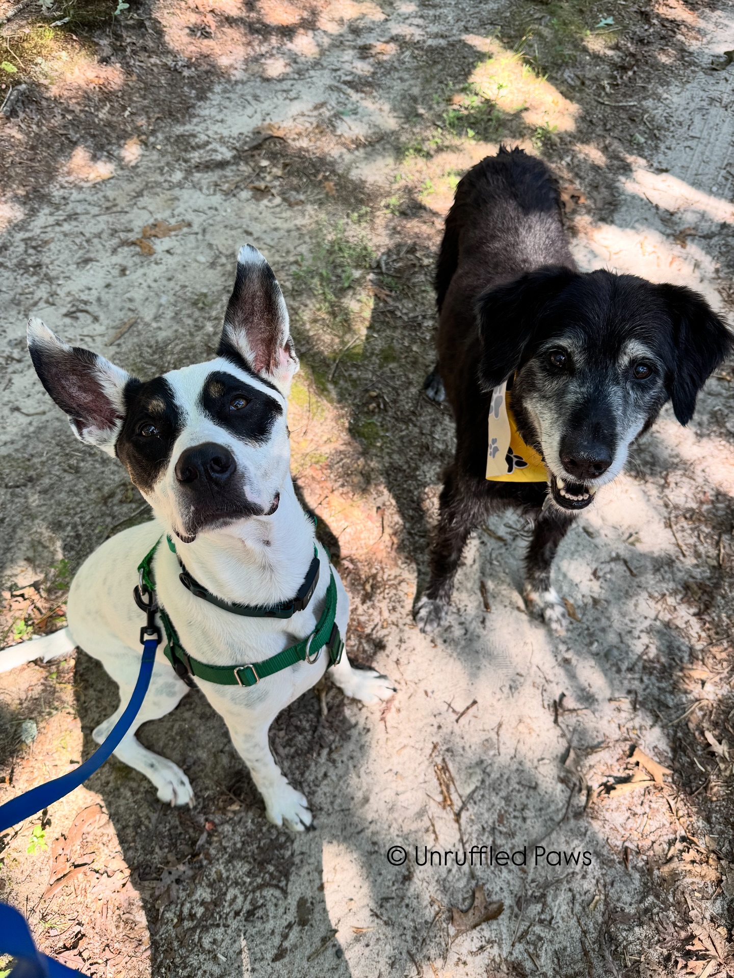 Just like me, Bentley’s best friend is a dog named Duck! 🐾 Today, these two golden retriever mixes (yep, according to DNA tests!) had the BEST time exploring the woods together. 🌿
We love giving our pups the chance to enjoy long-line and safe off-leash adventures in nature because:
✨ Mental stimulation – all the new sights, sounds, and smells keep their brains busy in the best way.
🐕 Freedom to explore – they can move naturally, trot ahead, and then bounce back to check in.
💪 Physical exercise – uneven terrain, varied paces, and a longer range of motion = happy, tired dogs.
💖 Bond building – shared adventures strengthen trust and deepen our connection.
Duckie might be a senior and Bentley might be just shy of 4, but both of them showed us that age doesn’t matter when you’re having a blast in the great outdoors. 🌞
#UnruffledPaws #BentleyAndDuck #GoldenRetrieverMix #DogAdventures #SeniorDogLove #LongLineTraining #TrailDogs #EnrichmentForDogs #NatureWalksWithDogs #BestDogFriends