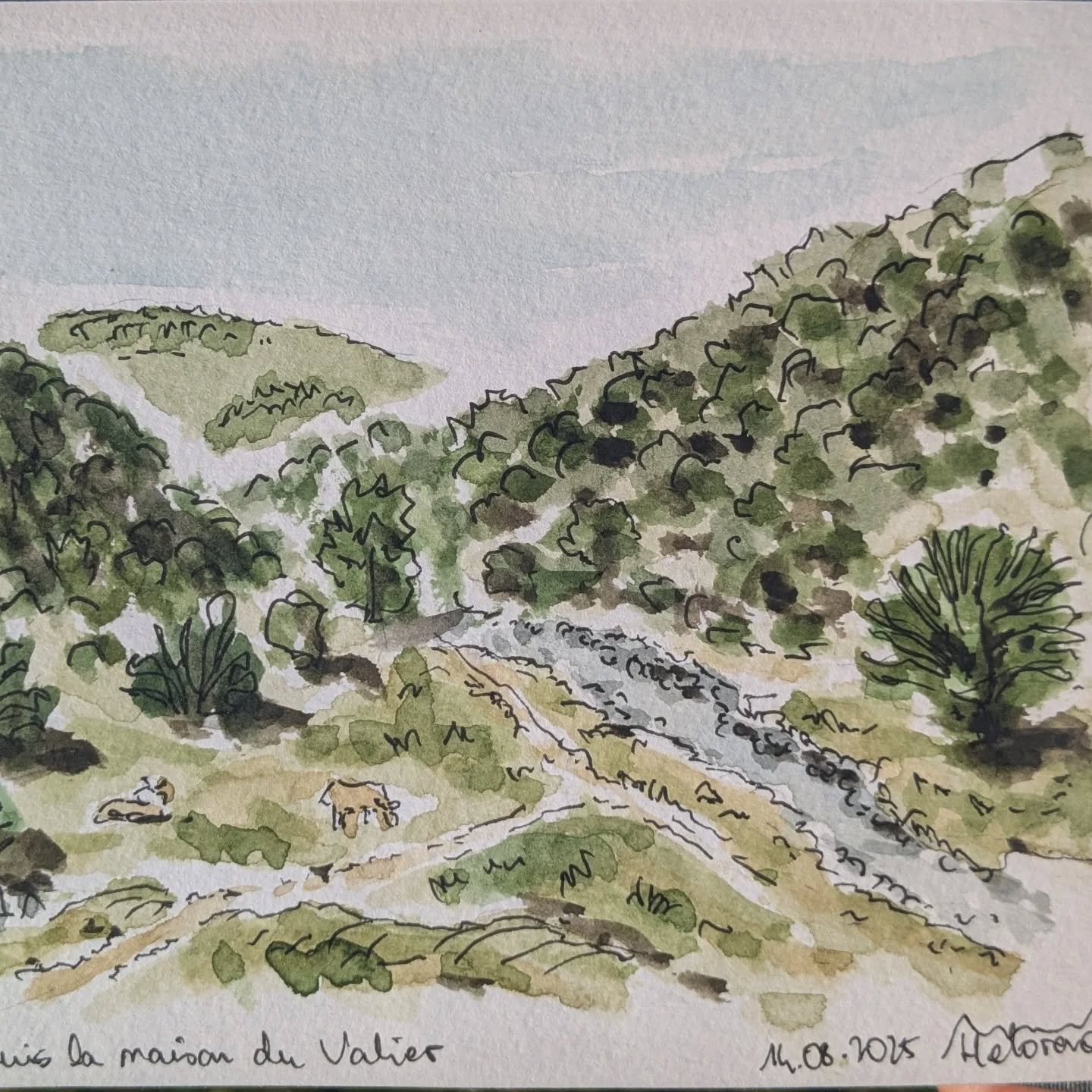 JV0 6- Grand Tour Ariégeois
Gîte d'Esbintz - Pla de La Lau (maison du Valier)
Départ lent à presque 8h en raison du petit dej au gîte (excellent au demeurant) + échanges avec randonneurs que je ne verrai plus.
(Pour mémoire, 90% des randonneurs réalisent le GR10 d'Ouest en Est, je suis dans le sens contraire pour ces qq jours, comme l'année passée d'ailleurs)
Longue montée pour commencer, avec rapidement embouteillages sur les chemins étroits par qq vaches/veaux/taureau. Pas le choix, faut qu'ils se décident à avancer au lieu de s'arrêter de brouter une herbe bien fraîche.
Au col de la core, un retraité pêcheur du coin me double et tout en marchant devant, il discute avec moi et me conseille qq chemins.
J'arrive à le suivre, lui qui marche assez énergiquement et tout léger. A l' embranchement GR10/PR du coin, je choisis de le suivre jusqu'à son lac de pêche. L'endroit était magnifique, petit lac de montagne, eau claire, bien moins fréquenté que l'autre lac côté GR10.
Je le quitte pour poursuivre jusqu' au col de la Crouzette (quel nom !) en remontant dans un petit vallon des plus charmants. Seuls résonnaient les cris de colère/rappel/ordre du berger envers ses brebis/son border/son matou/les randonneurs ? On ne le saura jamais.
Après cela, je bascule dans un autre vallon enherbé, toujours majestueux ! Le PR est bien balisé modulo qq trous de marquage, je me galère donc un poil hors sentier pour tenter de le rejoindre .
14h15, la dernière longue descente bien entamée, je me cale à côté de la seule rivière/torrent croisé pour faire une petite pause dej.
Je termine cette descente de plus de 1300m au total pour rejoindre en vallée le Pla de La Lau où une copine me rejoint pour mes 3 derniers jours de marche !
Journée finalement assez dense, pas trop caniculaire en altitude un poil aventureuse avec le chemin alternatif !