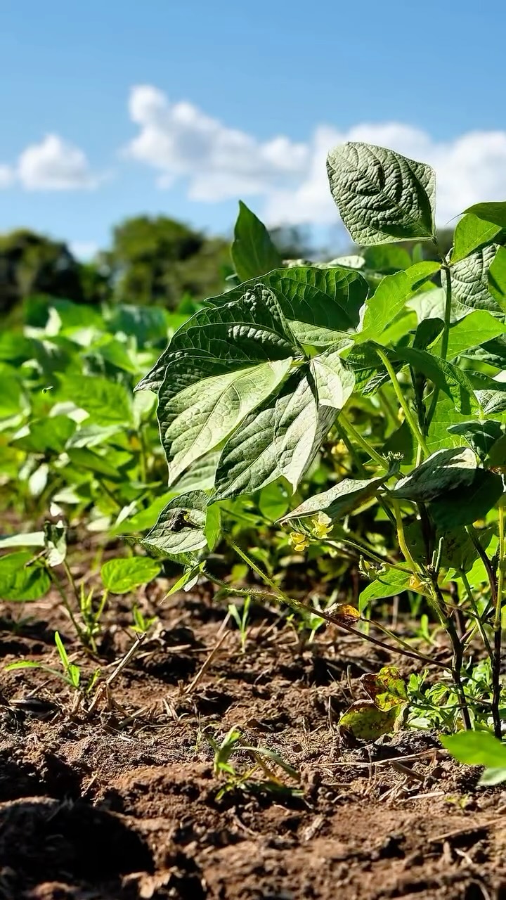 Onde a soja cresce com força, o futuro do agro também floresce. Na Diamante, cada hectare é cultivado com manejo consciente, tecnologia e respeito ao tempo da terra.
° Produtividade começa no solo, se fortalece no cuidado e se confirma na colheita.
#diamanteagricola #soja #agro #feijão #arroz #agronegócio
