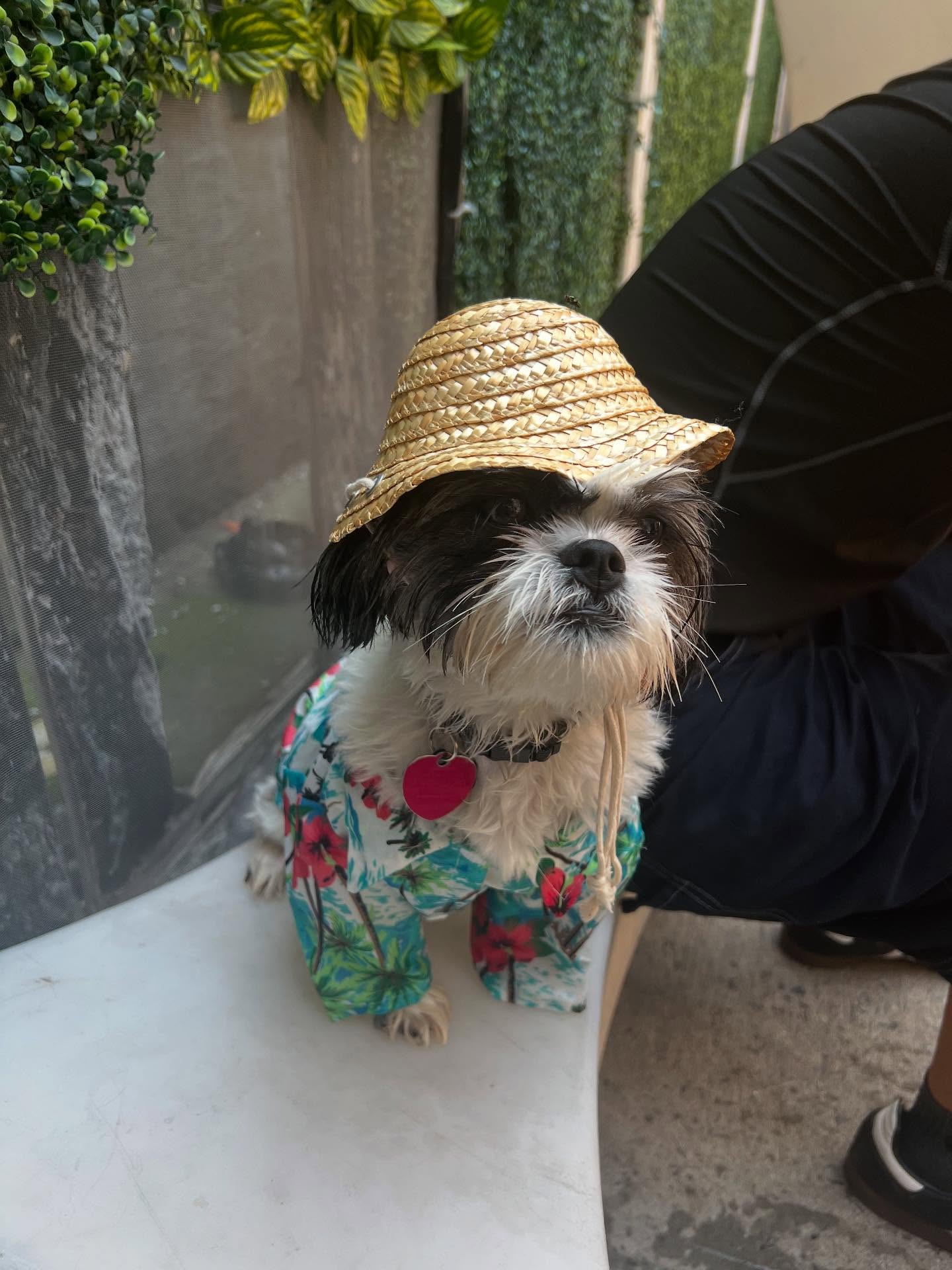 Happy birthday @homerjaysivin 🐾🐾 we love you thanks for being the life of the party 🎉🎈
#explorepage✨
#birthday
#dogsofinstagram