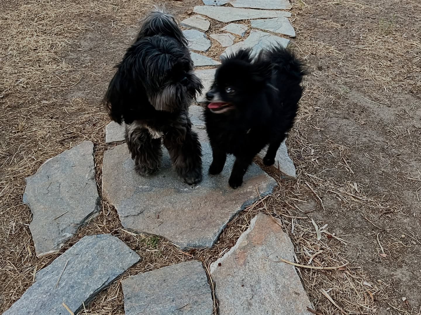 #cuidadoresdeperros #madrid #mascotas #españa #igersmadrid #perros #dogs #dogsofinstagram #perrospequeños #dogslife #dogfriend #fotosdeperros #comoencasa #vacaciones #doglover #pomeranian #chihuahua #caniche #bichón #bichonmaltes #shitzu #shitzulovers #pomerania #pomeraniaespaña #verano #verano2025 #summer