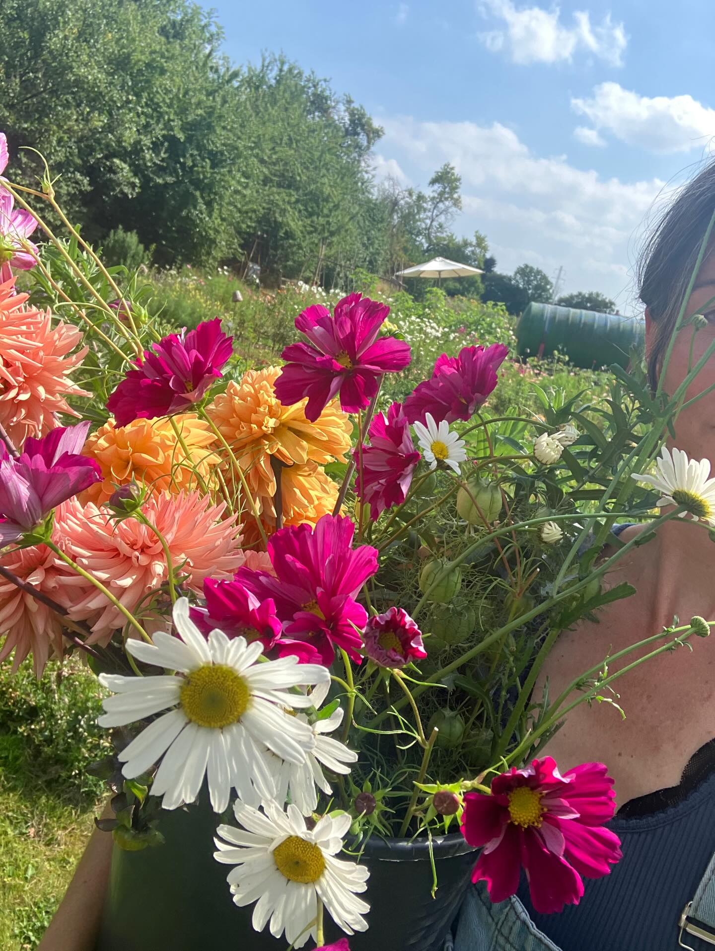 Svedige hilsner fra marken. Bloomsterne elsker solen og varmen, og der er små skyggesteder til os der bedre kan lide det lidt køligt 😎🍺👍🏼
Pluk til fester og gæster, her en værtindebuket med Dahlia og Cosmos for 130kr