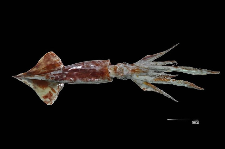 🐡The who’s who of the Southern Ocean, by Rakesh Rao (@rakeshprao)
While on an expedition to the Southern Ocean, Rakesh Rao captured extraordinary glimpses of marine biodiversity - beings hauled from the ocean depths through squid jigging and net tows.
The collected organisms, studied onboard by scientists, offer crucial insight into how marine life adapts in real time to the pressures of a warming planet.
“Using a makeshift camera rig affixed to a microscope, I managed to photograph these elusive & astonishing alien oceanic organisms, despite the ship pitching and rolling through polar swells. It was challenging to get the right focus, but the results speak volumes.”
“It’s funny, we know more about the surface of Mars than our ocean.”
We dove deeper into the process of documenting microorganisms (on unstable surfaces).
👉🏼 Read more at the #linkinbio
Img 1: Antarctic Flying Squid
Img 2: Atolla Jellyfish
Img 3: Bristle Worm (Polychaete)
Img 4: Squid Paralarvae