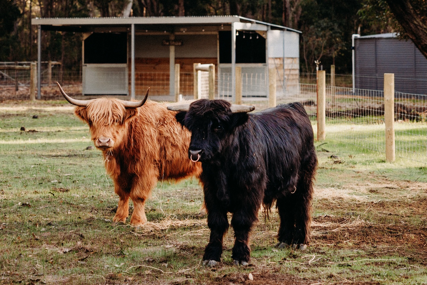 We said farewell to Westy (the male miniature Highland Cow) the other day, who after his 4 month ‘work experience’ stint with us, had to return back to his farm near Busselton. We think he completed his job to the best of his ability with his 2 lady companions but I guess we’ll see early next year! Beautiful Freya and Torvi are still here so make sure you pop over to their fence line whilst staying here, for a chat and to take their photo.