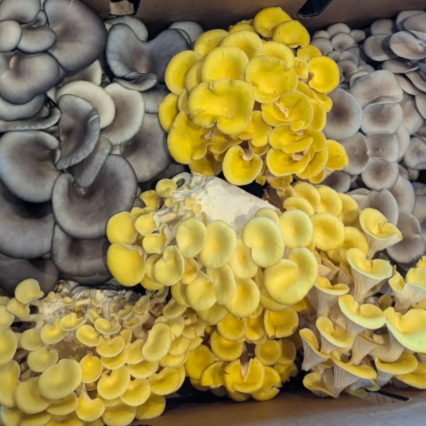 Gorgeous mushrooms from @themushroomguys for our new pizzas special 💥 Boom The Shroom. Vegan and tasty as, this is a good pizza 🤌🏽
Order online or in person at Clarkson or Willagee.
#slowdoughpizzas #organicpizza #perthfood #perthpizza