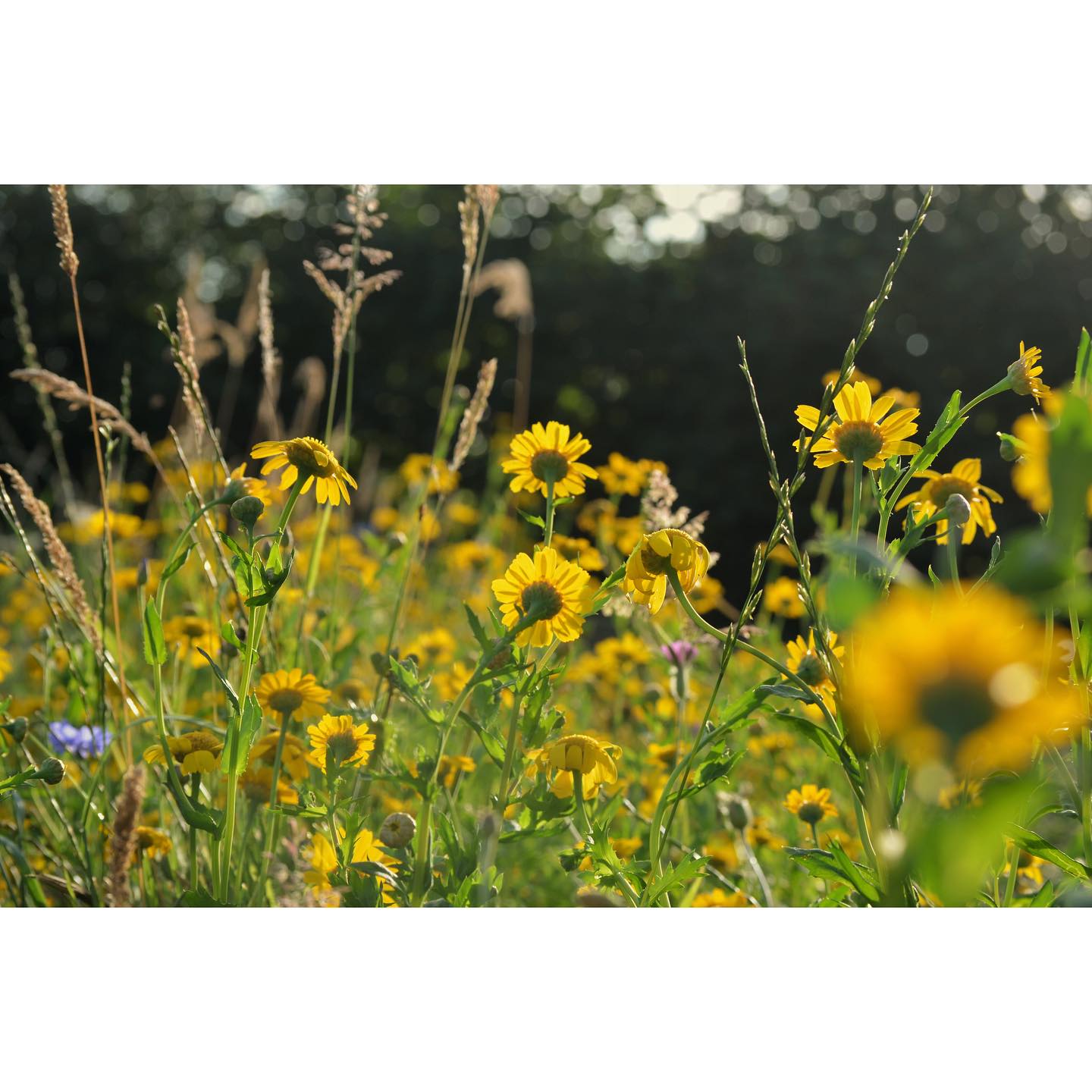 Our wildflowers have been loving the warmer weather! ☀️🌸