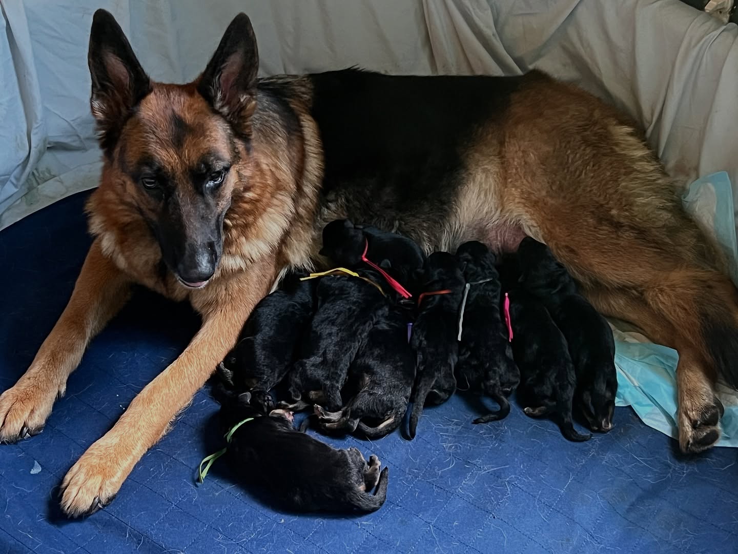 Time just flies by! I can’t believe babies are already headed to their homes! 🥹