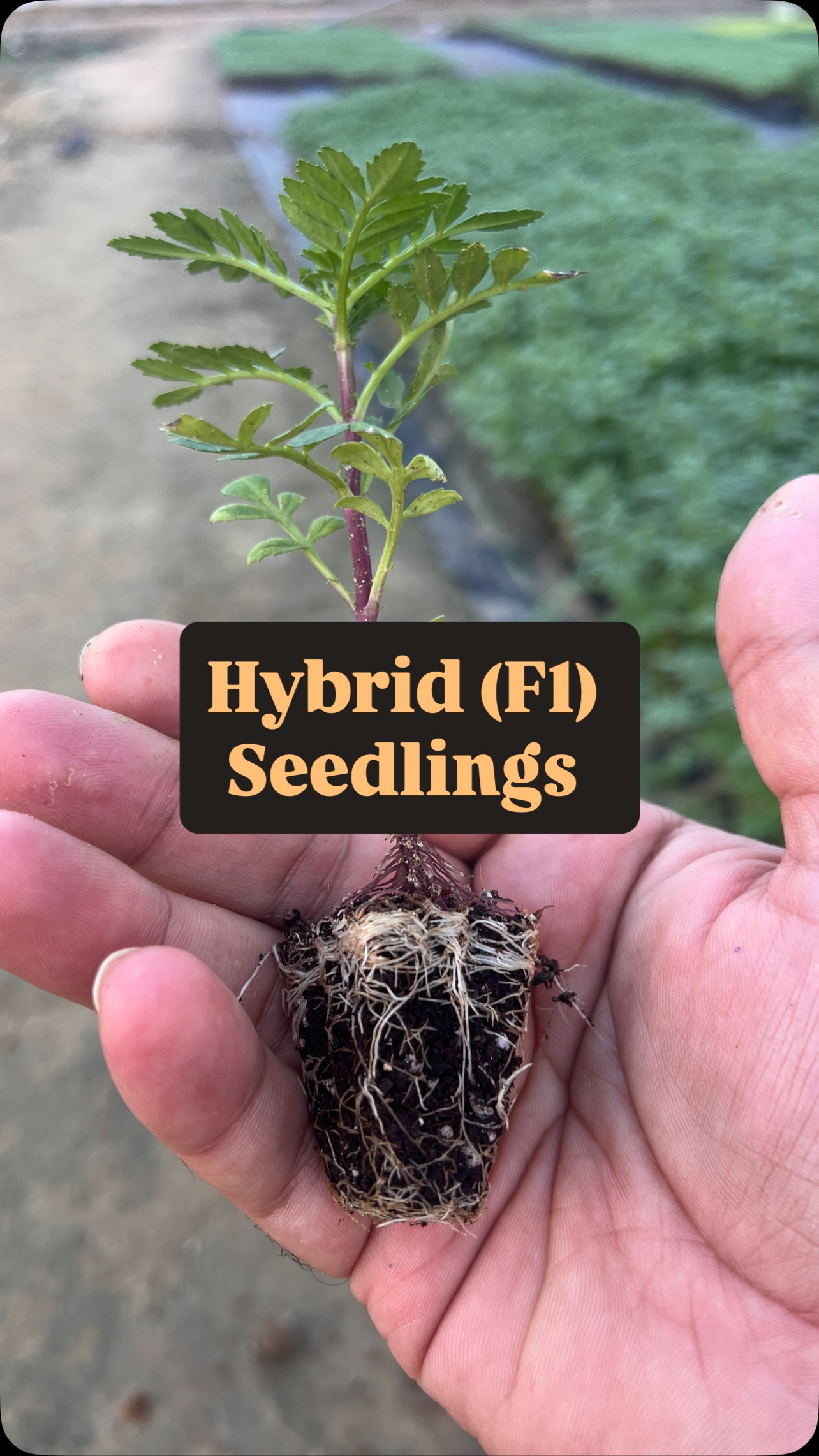 A glimpse into the heart of our nursery – where every seed begins its journey. From careful sowing to precise transplanting, our dedicated team ensures each seedling gets the perfect start. This is the craftsmanship and care behind every healthy young plant we grow at Biocarve’s Seedlings.
#Seedlings #YoungPlants #NurseryLife #PlantNursery #Transplanting #SowingSeeds #GardenCenter #BiocarveSeedlings #Greenhouse #PlantCare #SustainableFarming #GrowWithCare #SeedToPlant #Horticulture #FlowerLovers