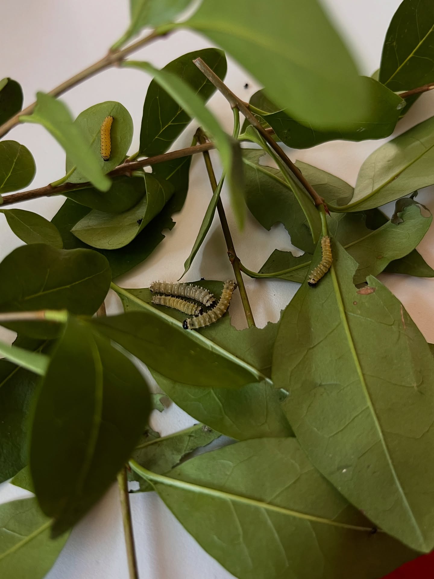 🐛✨ Reprise de l’aventure séricicole avec six nouvelles pensionnaires : des bombyx eri toutes mignonnes… enfin, cinq visibles et une experte en cache-cache 😏
Elles délaissent leur alimentation traditionnelle indienne au ricin pour savourer le troène du jardin 🌿 (sans traitement, bien sûr).
Objectif : prendre des forces avant de se lancer dans leur grande œuvre textile.
La soie eri, c’est particulier : elle ne se déroule pas comme celle du bombyx mori, mais se file comme une laine après cardage. Et surtout, le papillon sort de son cocon et peut vivre sa vie 🦋 c’est ce qu’on appelle la soie de la paix !
📜 Et si vous m’aidiez à leur trouver un nom ? Laissez vos idées en commentaire !
.
.
.
.
#versasoie #soieeri #soieartisanale #filage #bombyx #troene #jardinbio #textileartisanal #fibreanimale #sericiculture #eri #ericulture #eriworm #ericocoon #handspun #handspinning #naturaltextiles #silkspinning #slowtextile #sustainabletextiles #naturalfiber #wildsilk