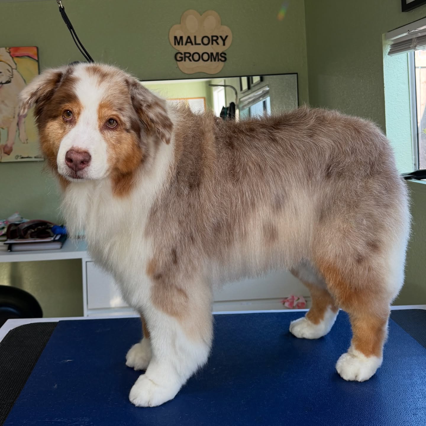 One of my biggest transformations to date! 🙌
This little lady is not only feeling better, but her owners are so happy with how cute she looks after her transformation!! 🐾🫶
#austrailianshepherd #aussiesofinsta #deshed #doublecoateddog #doggrooming