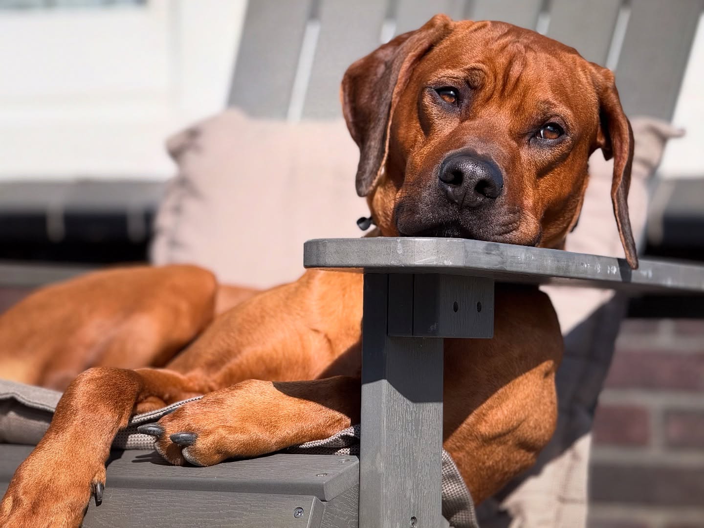 Chance weiß wie man die Sonne genießt und alles im Blick hat ☀️😎
#rhodesianridgeback #ridgeback #dog #chillen #meinhund #ichliebemeinenhund
